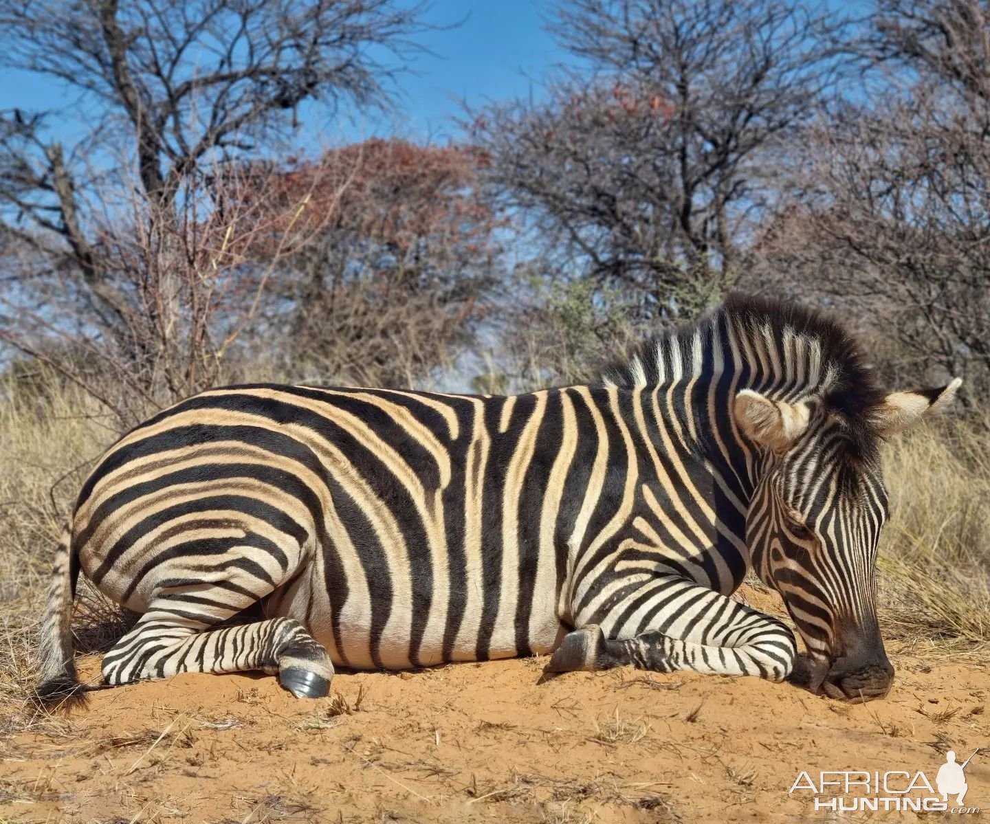 Zebra Hunting Kalahari South Africa