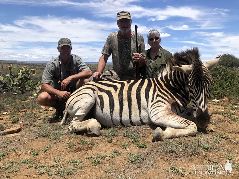 Zebra Hunting Karoo South Africa