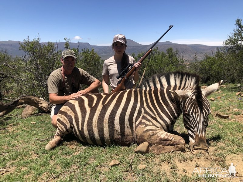 Zebra Hunting Karoo South Africa