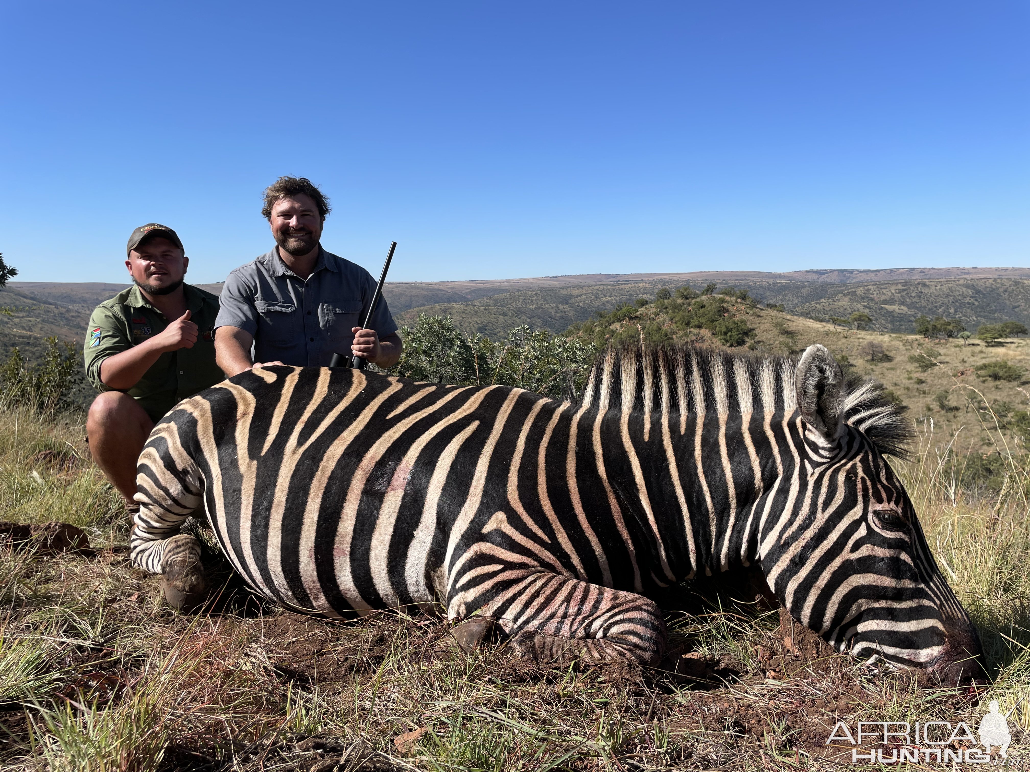 Zebra Hunting Limpopo South Africa