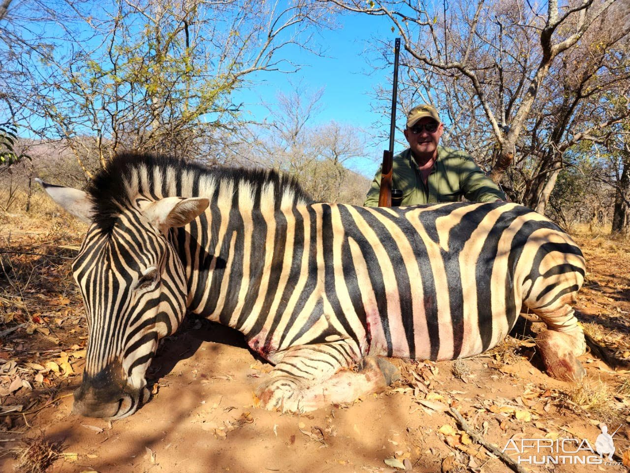 Zebra Hunting Limpopo South Africa