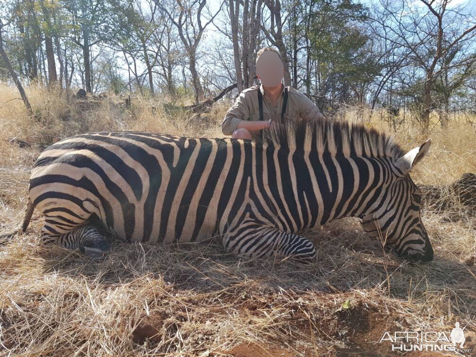 Zebra Hunting Matetsi Zimbabwe