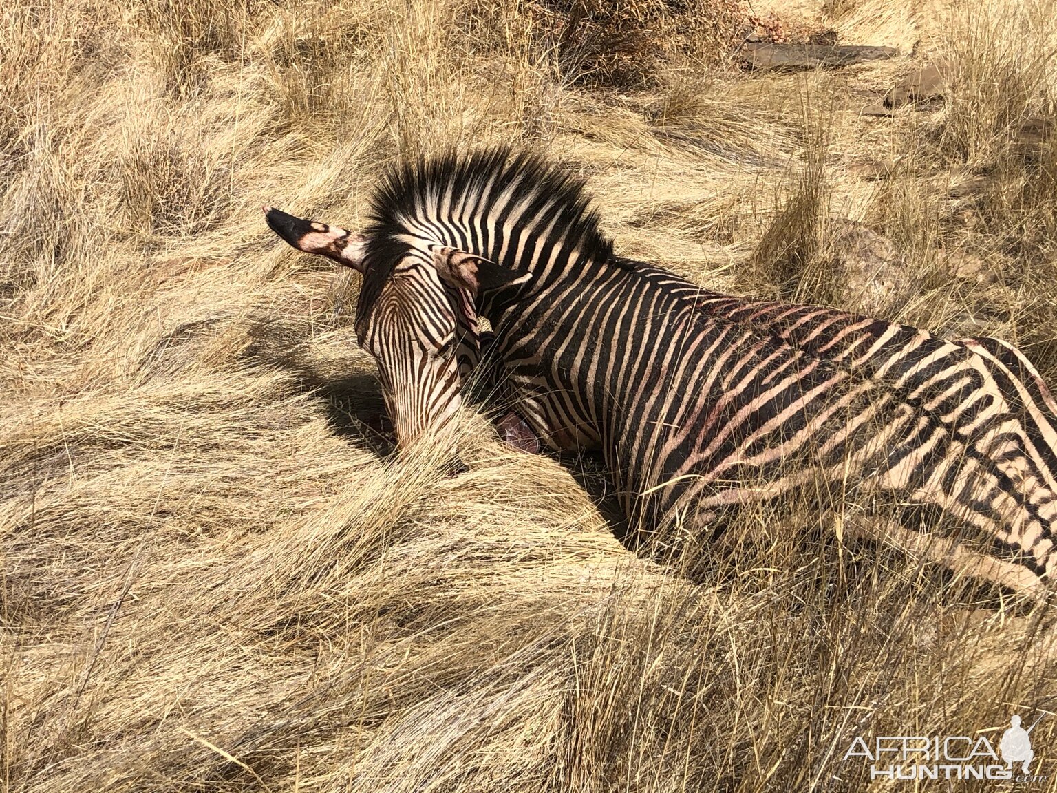 Zebra Hunting Namibia