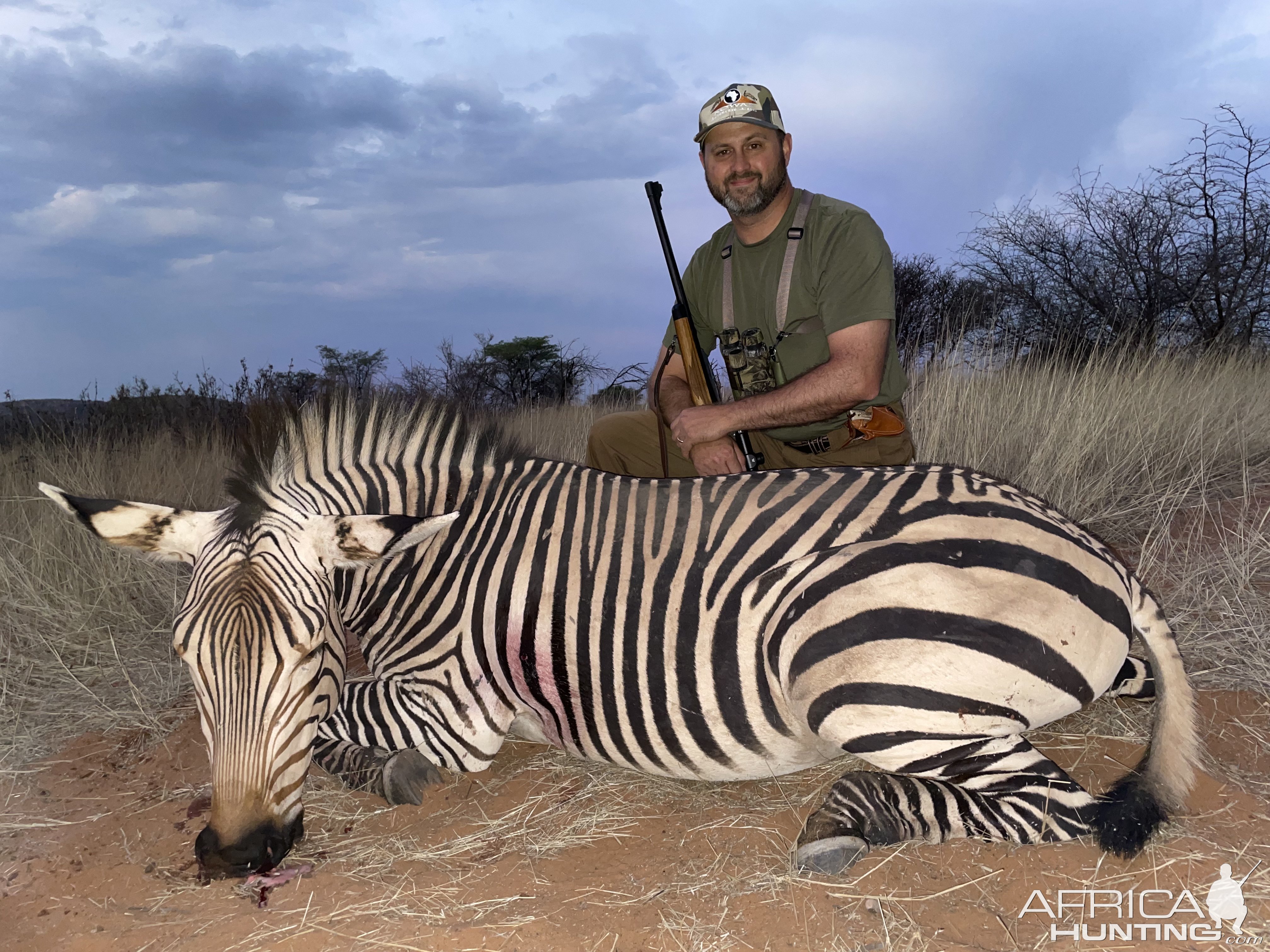 Zebra Hunting Namibia