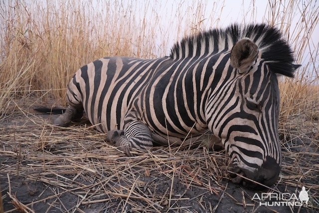 Zebra Hunting Namibia