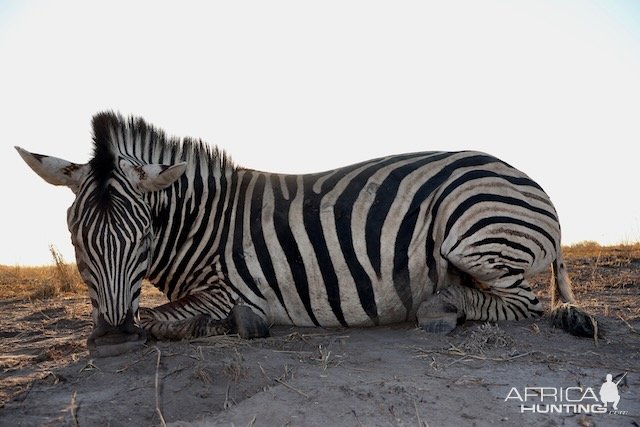 Zebra Hunting Namibia