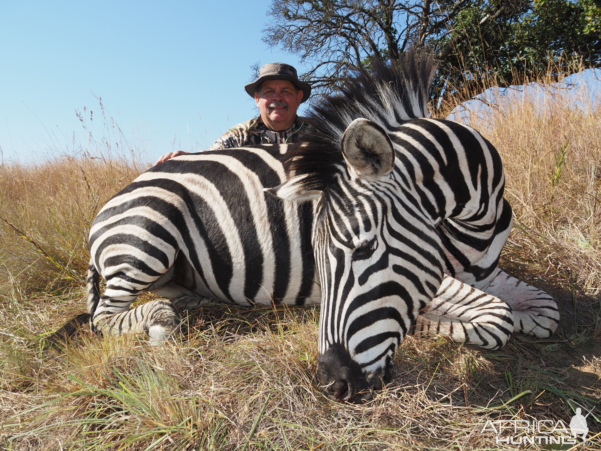 Zebra Hunting South Africa