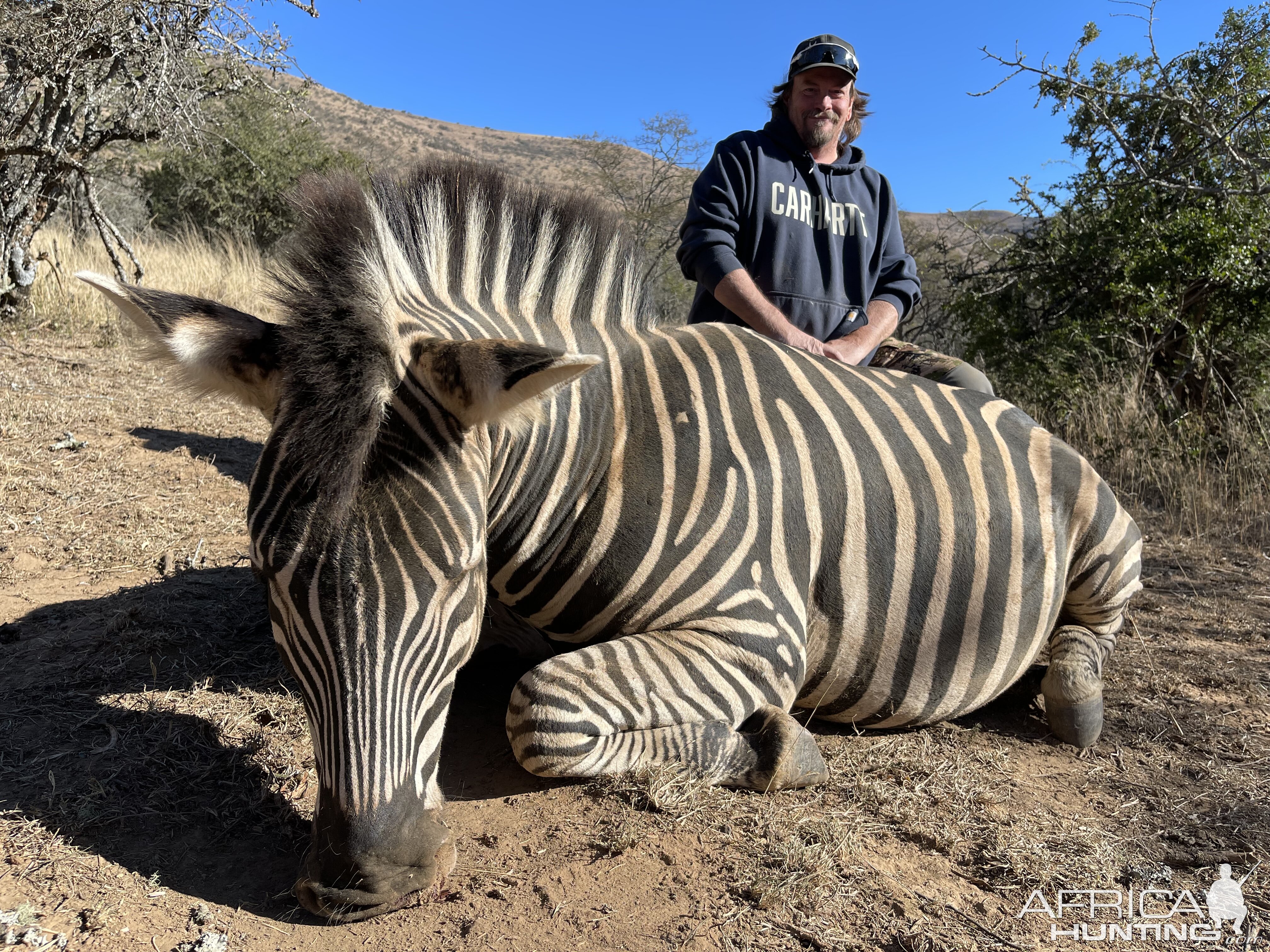 Zebra Hunting South Africa