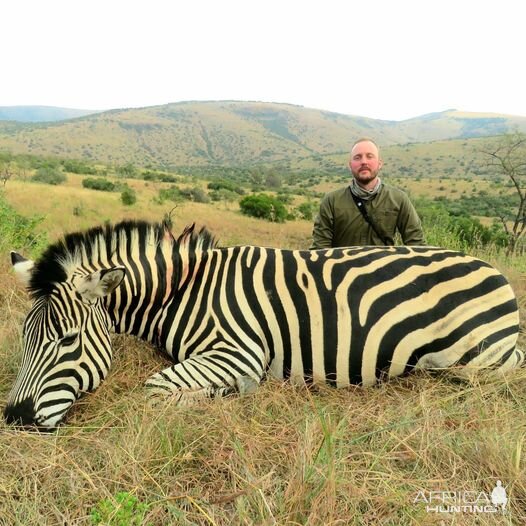 Zebra Hunting South Africa