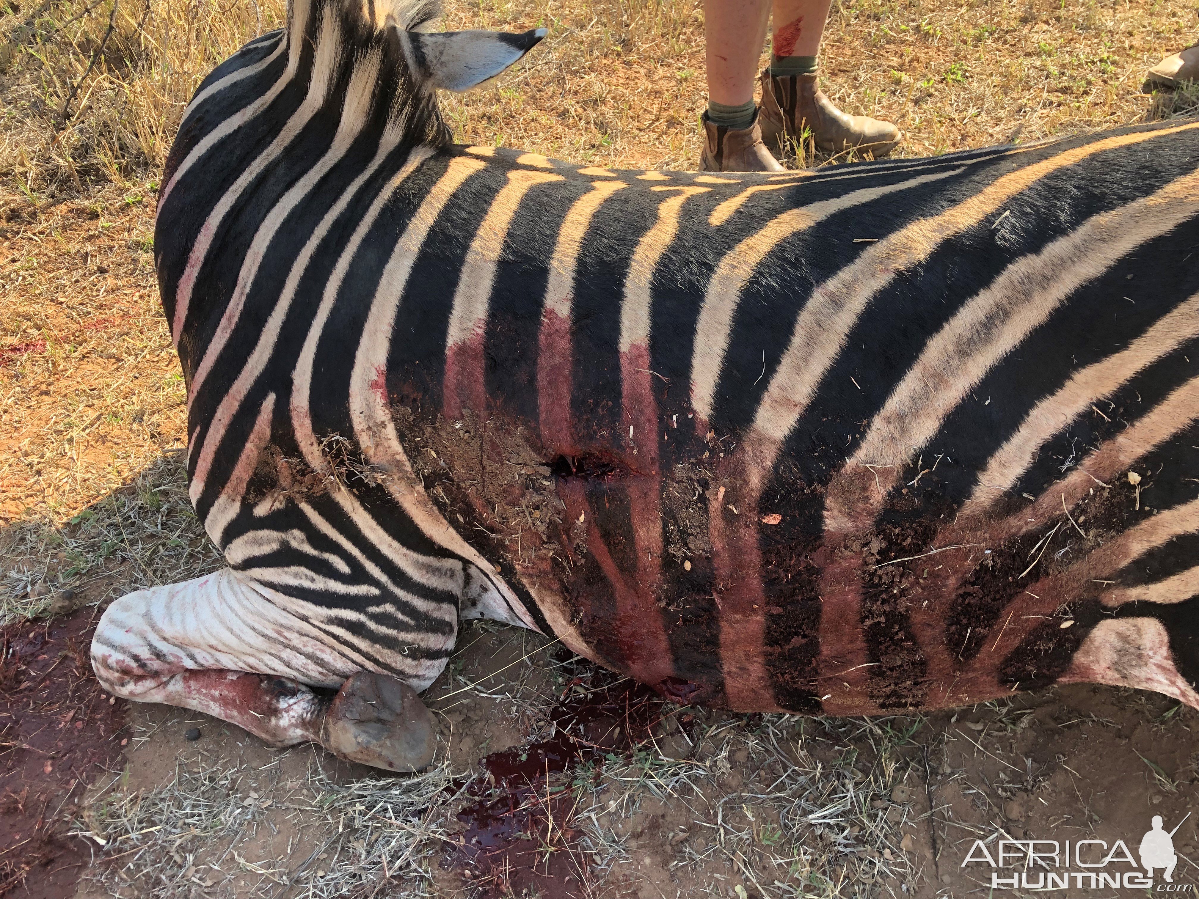 Zebra Hunting South Africa