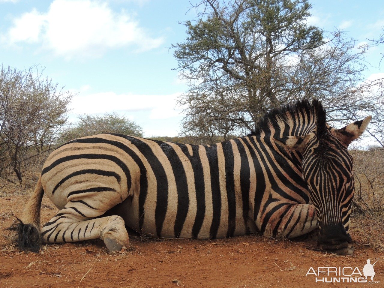 Zebra Hunting South Africa