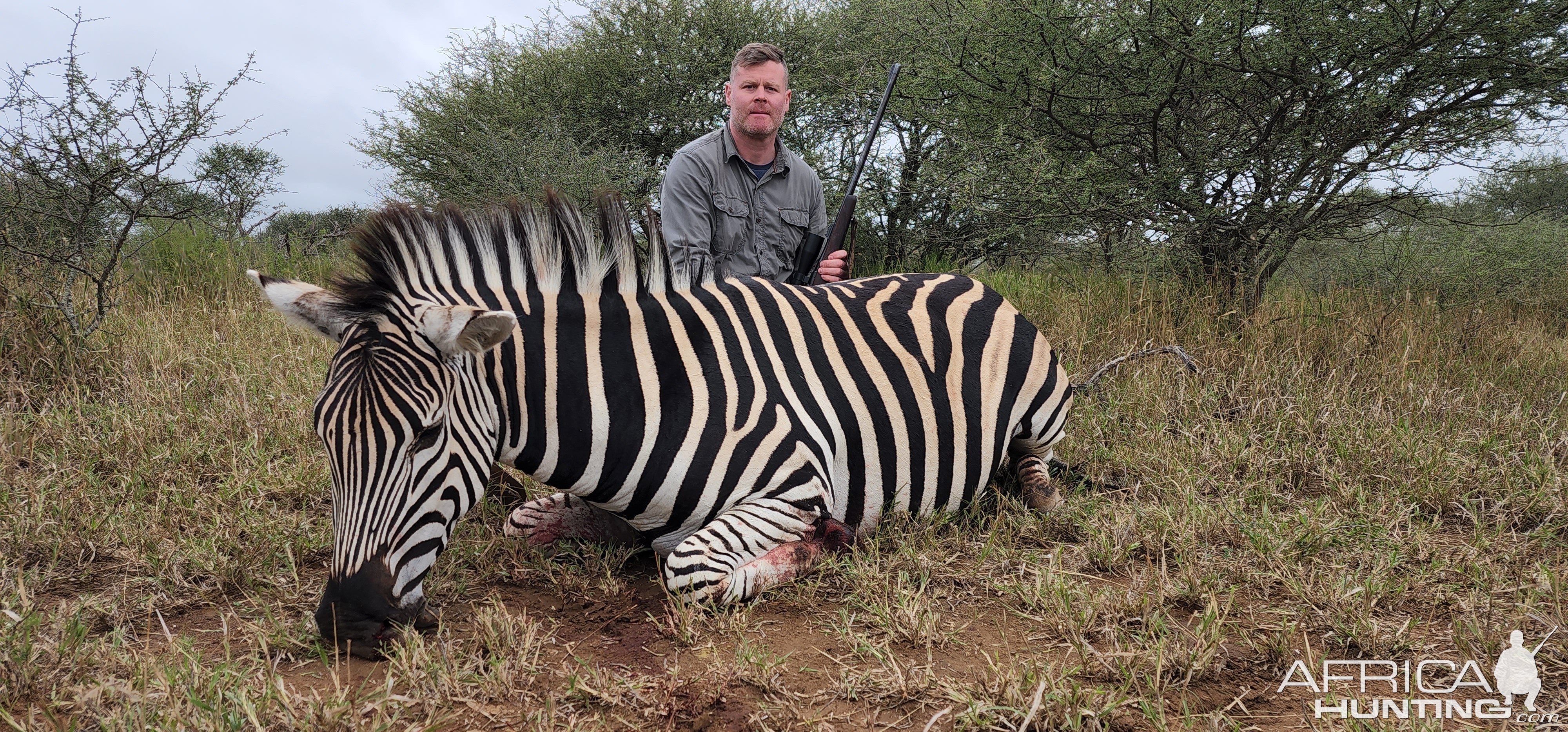 Zebra Hunting South Africa