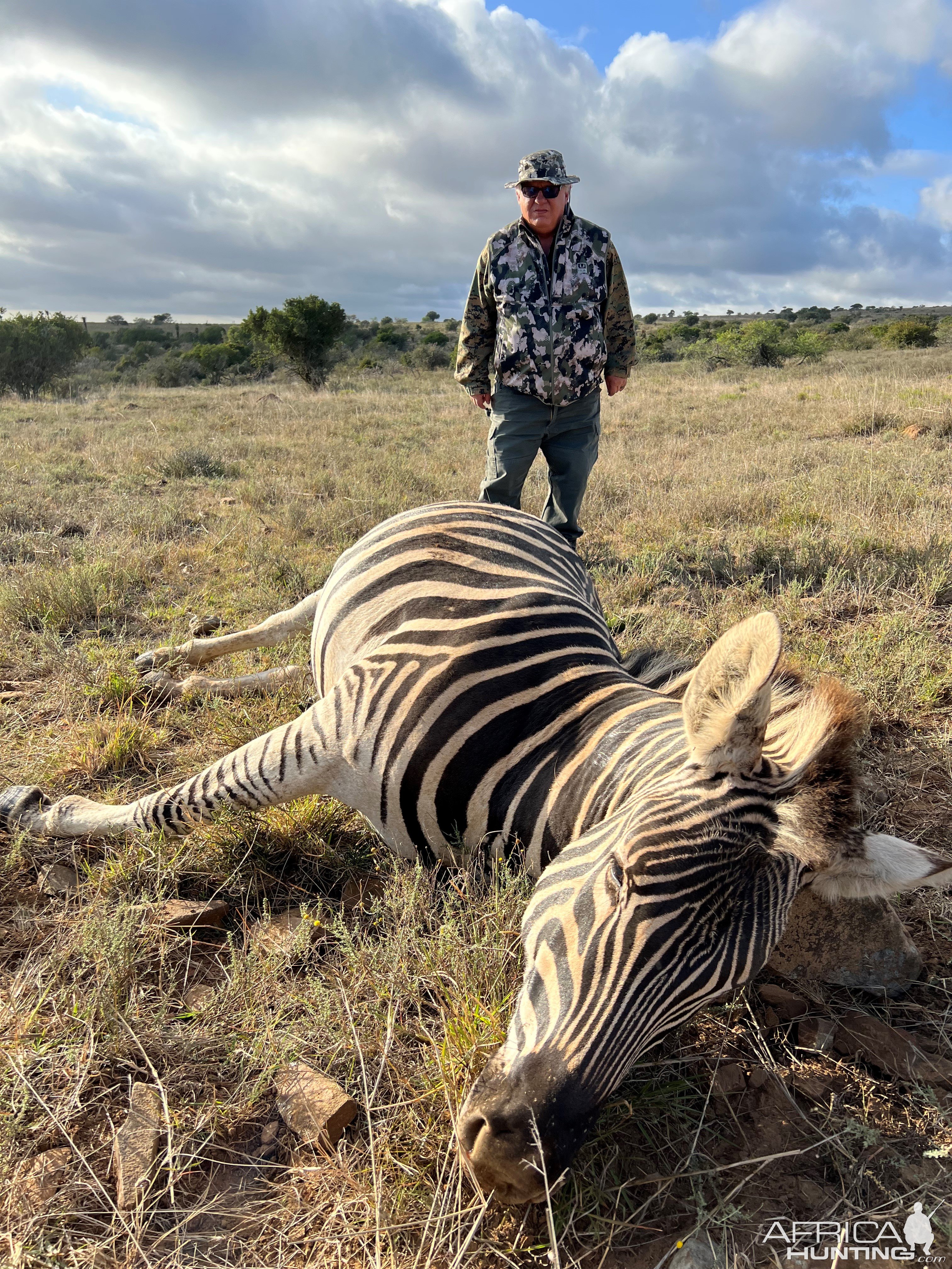 Zebra Hunting South Africa