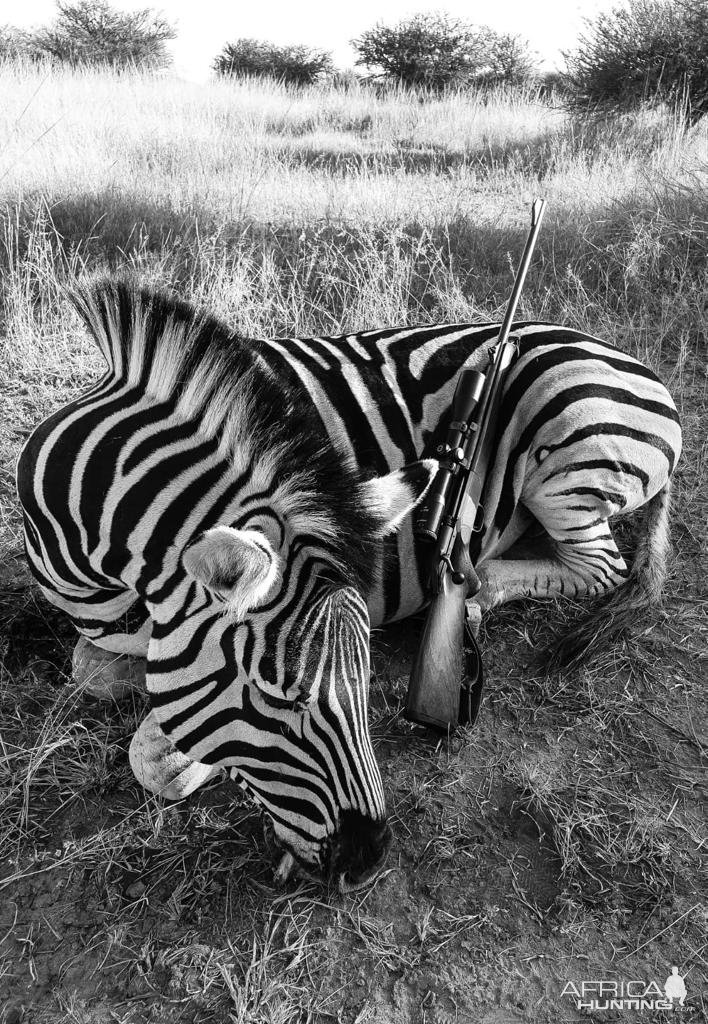 Zebra Hunting South Africa