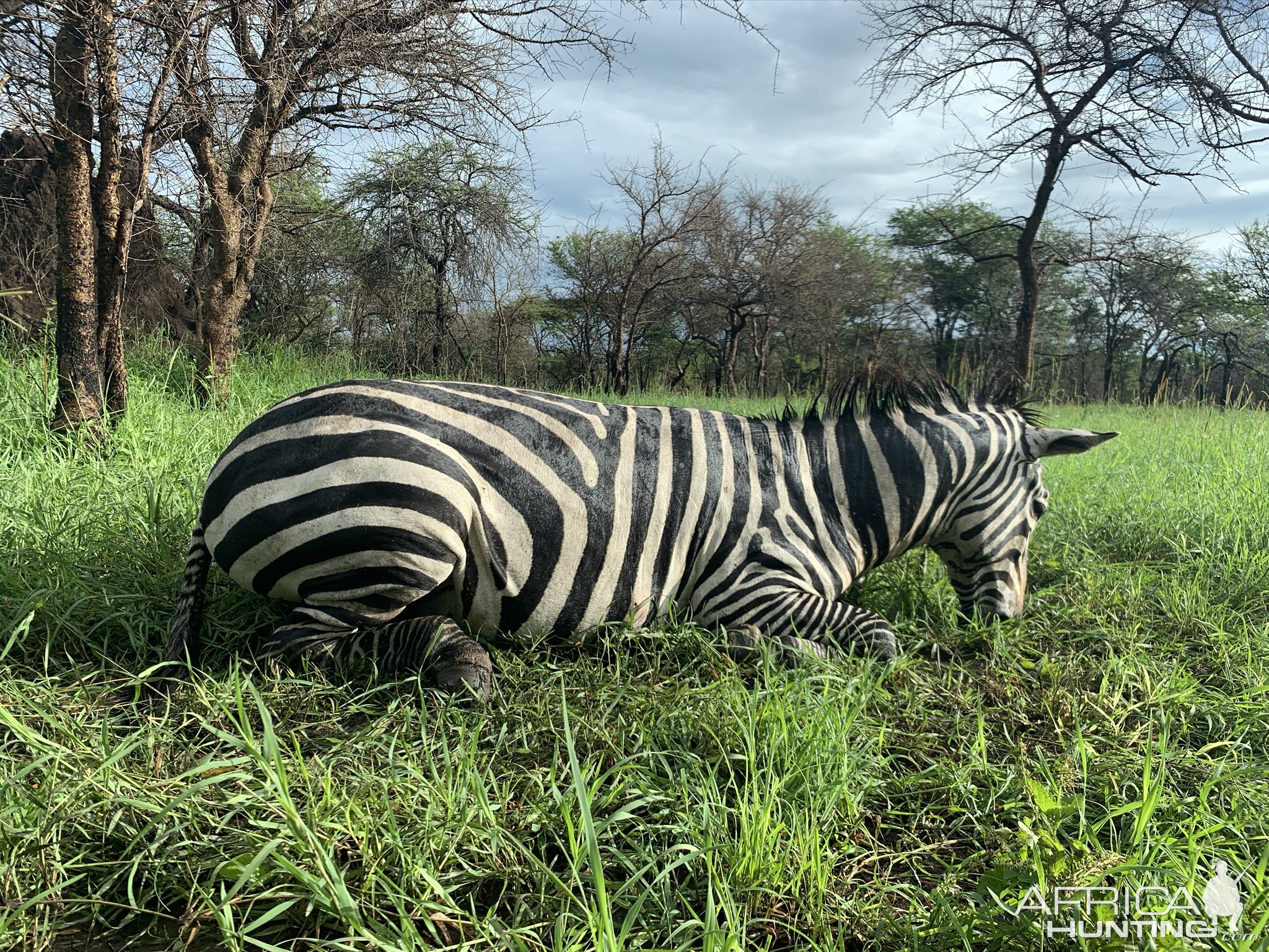 Zebra Hunting Tanzania