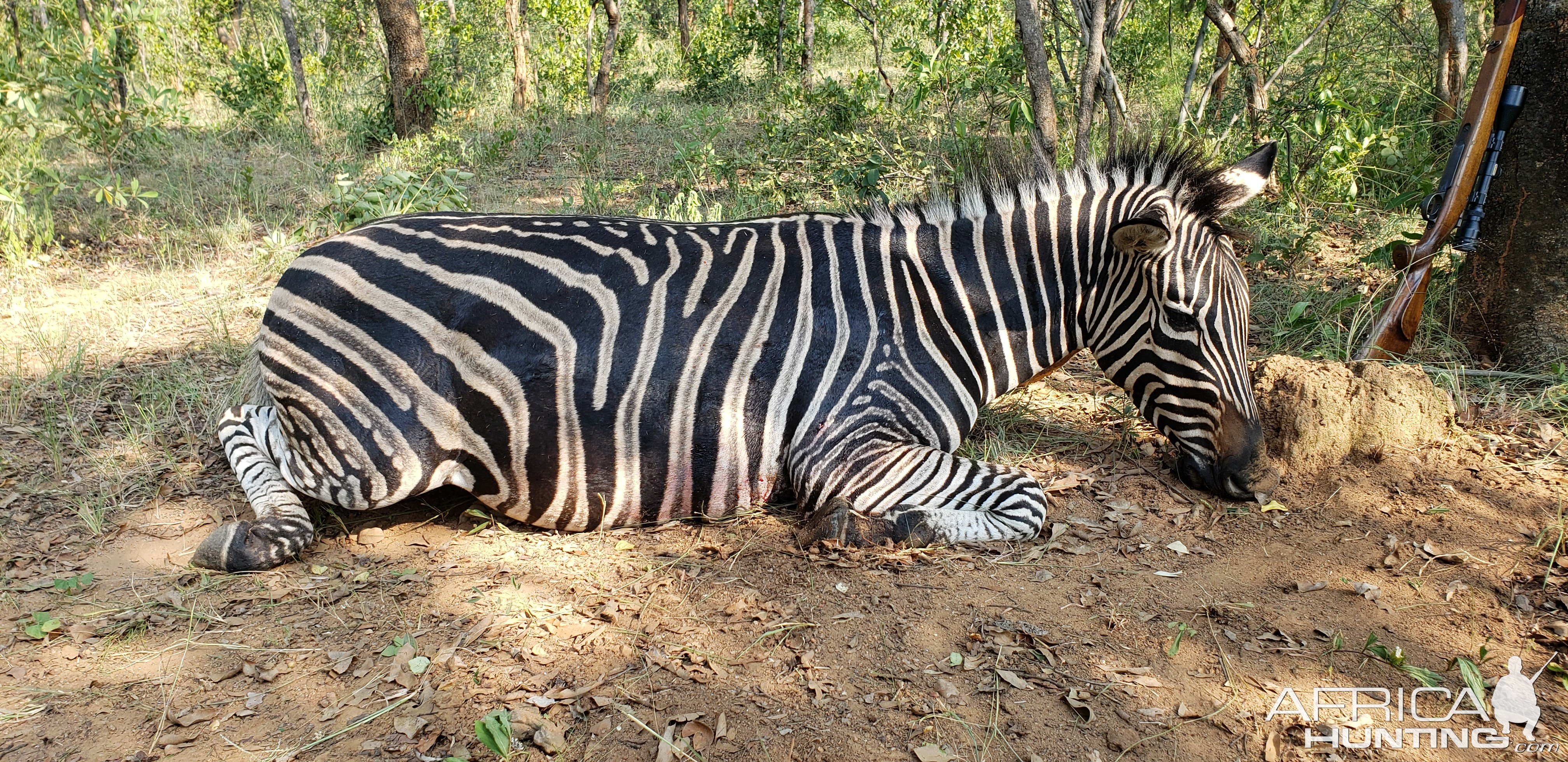 Zebra Hunting Zimbabwe