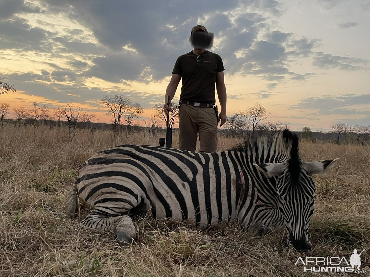 Zebra Hunting Zimbabwe