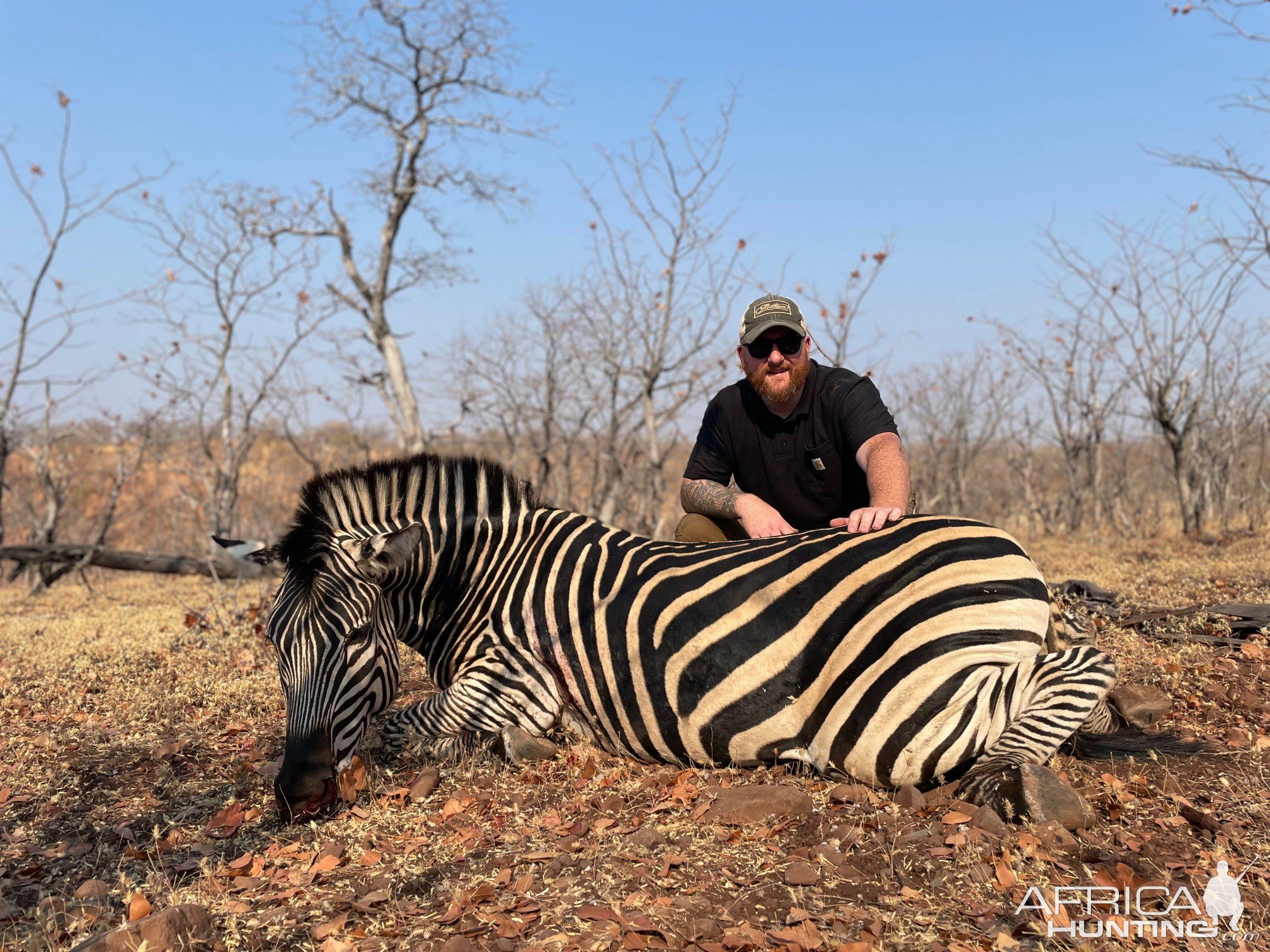 Zebra Hunting Zimbabwe