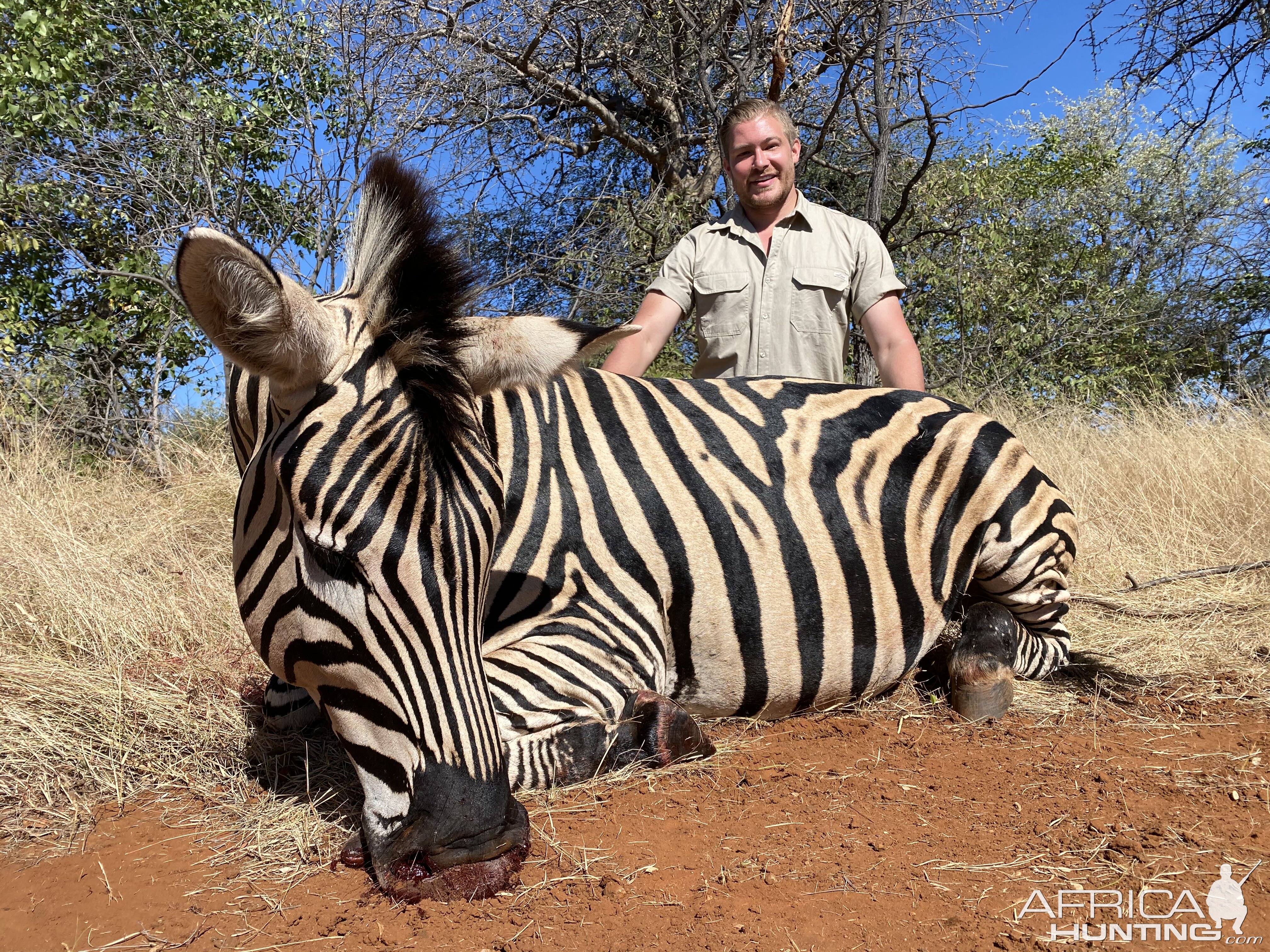 Zebra Hunting