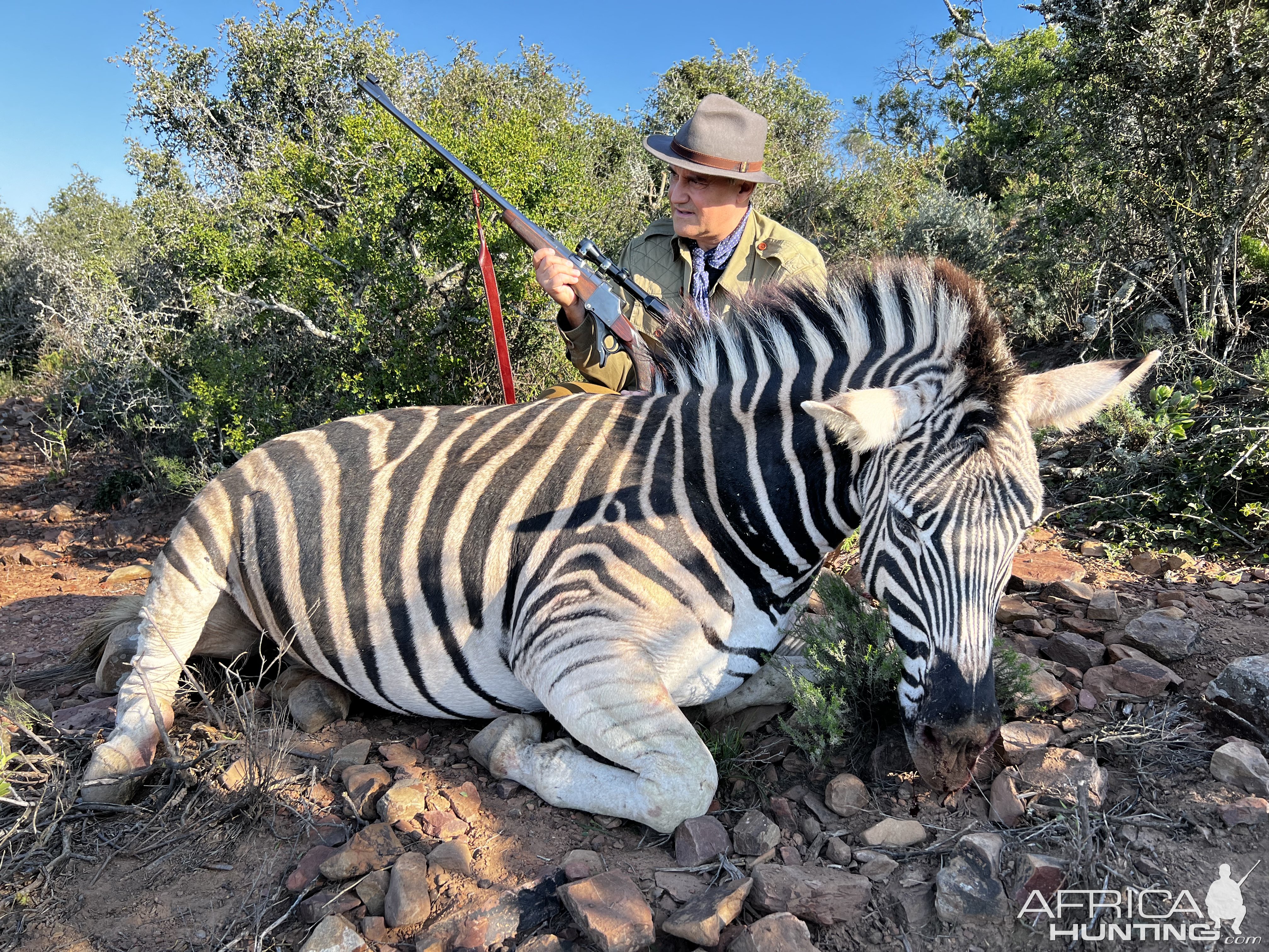 Zebra Hunting