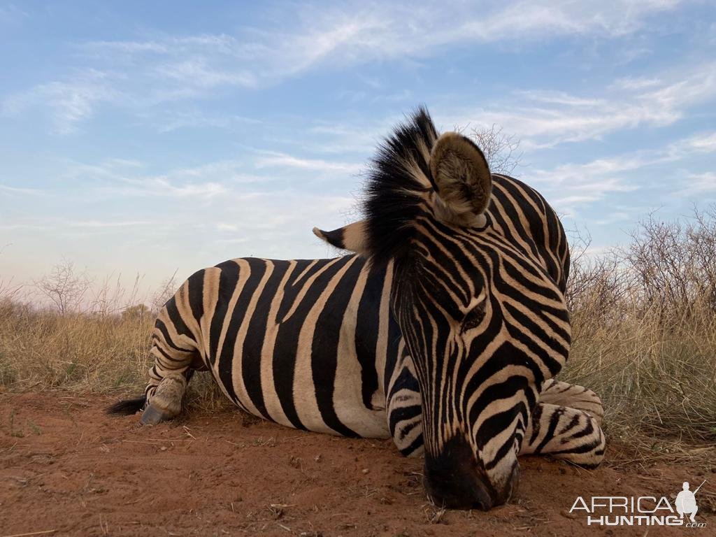 Zebra Hunting