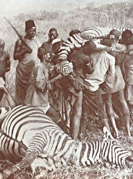 Zebra Hunting