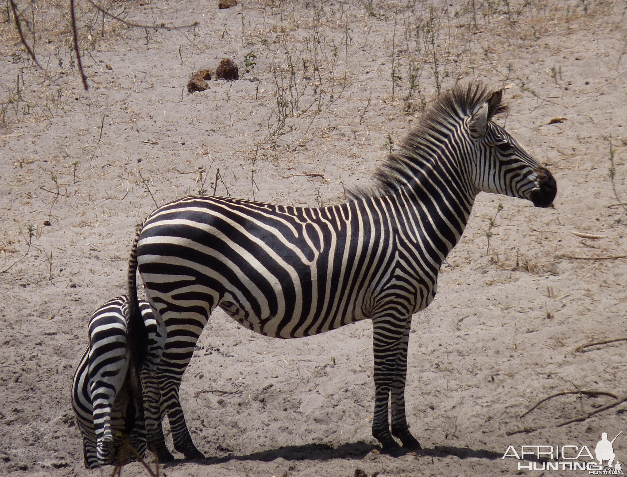 Zebra in Tanzania