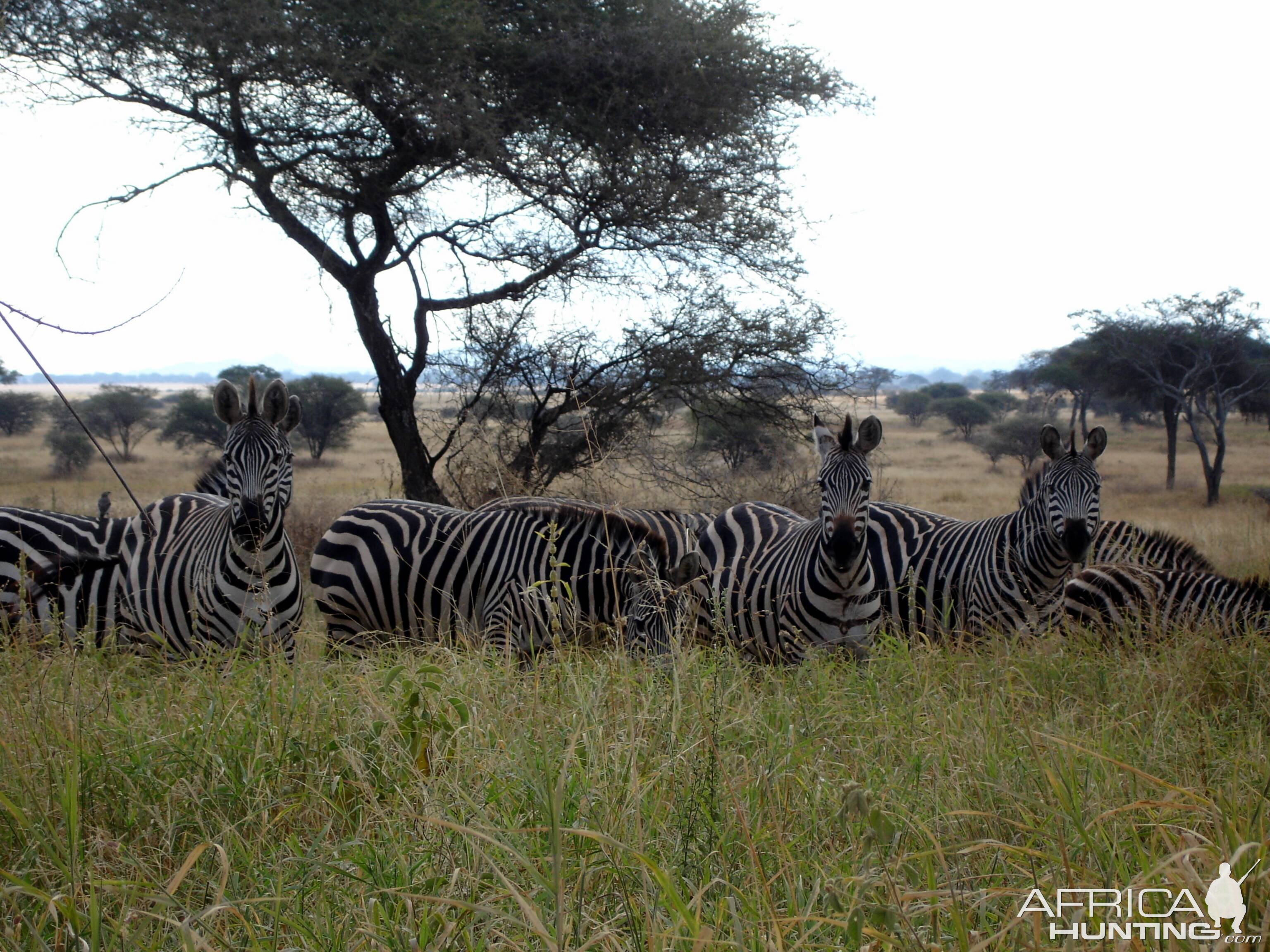 Zebra in Tanzania