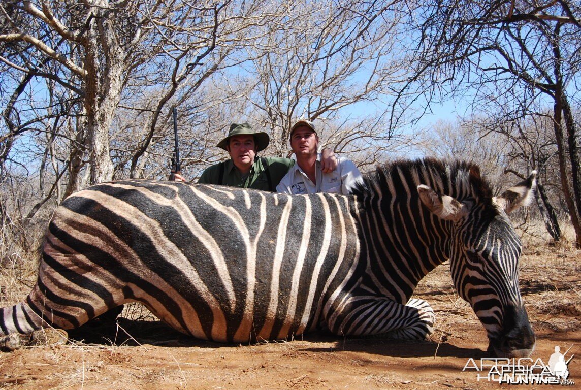 Zebra Limpopo