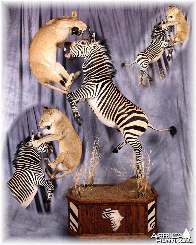 Zebra Lioness taxidermy scene by The Artistry of Wildlife