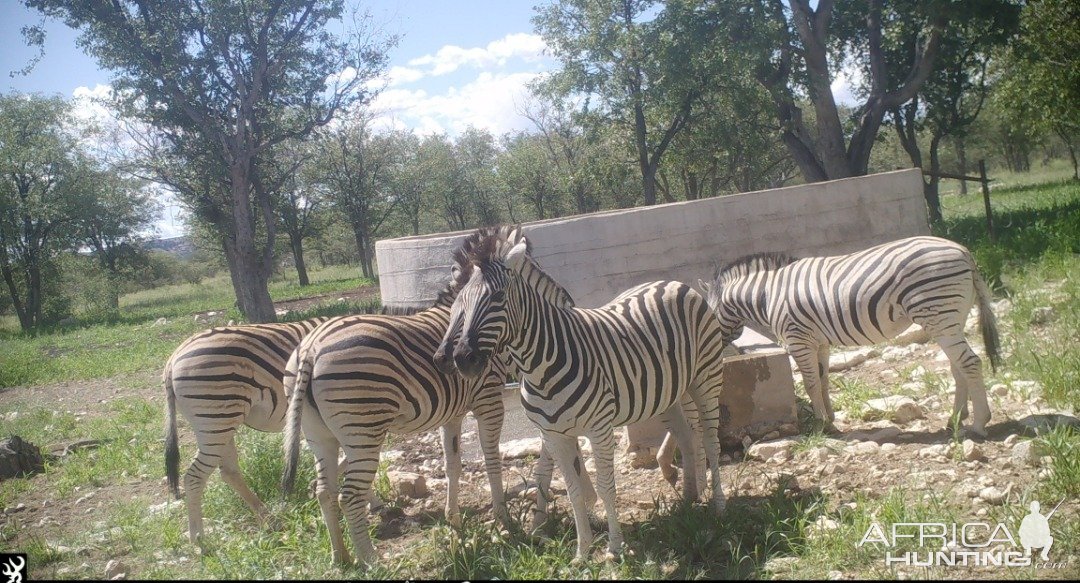 Zebra Namibia