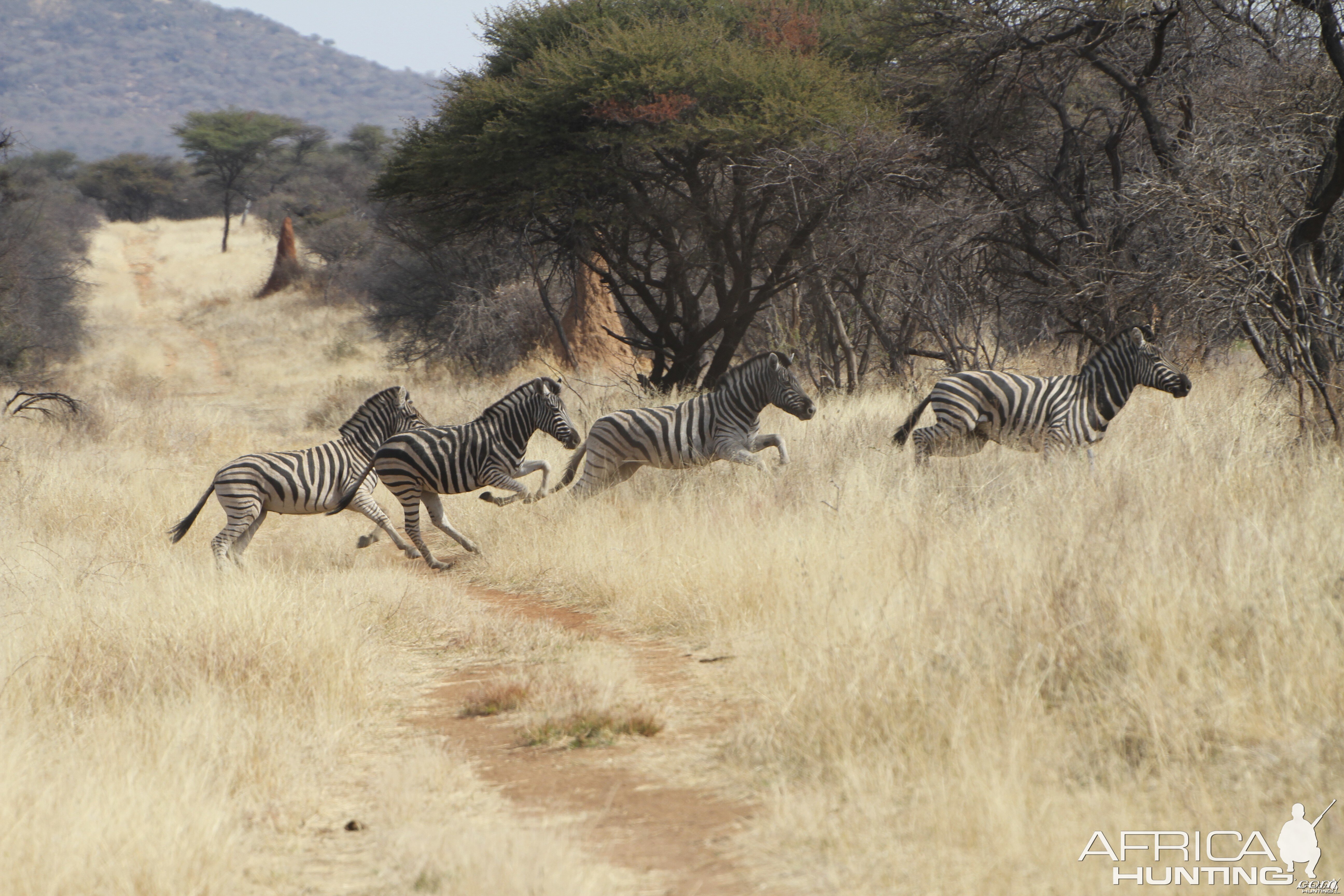 Zebra Namibia