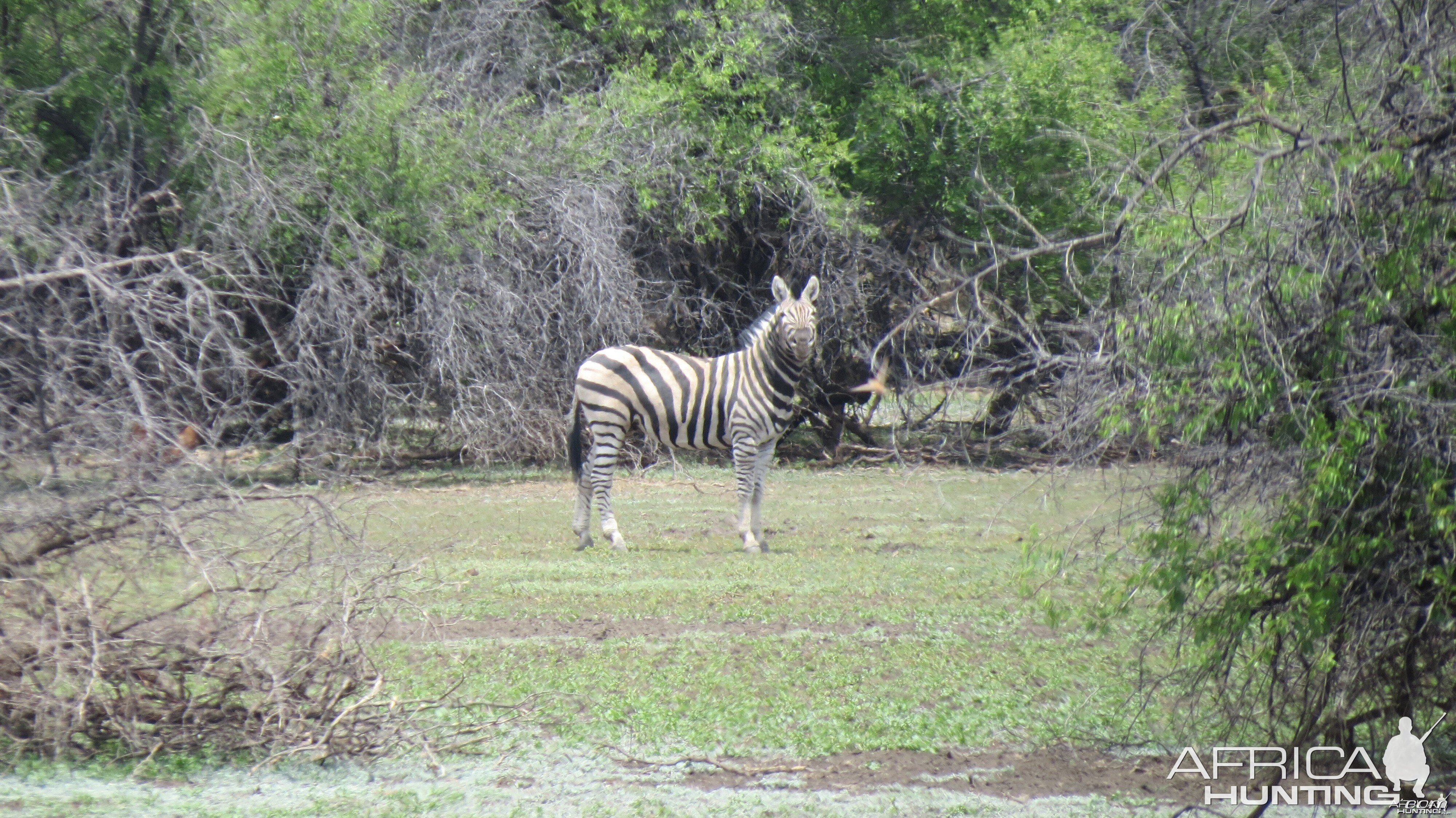 Zebra Namibia