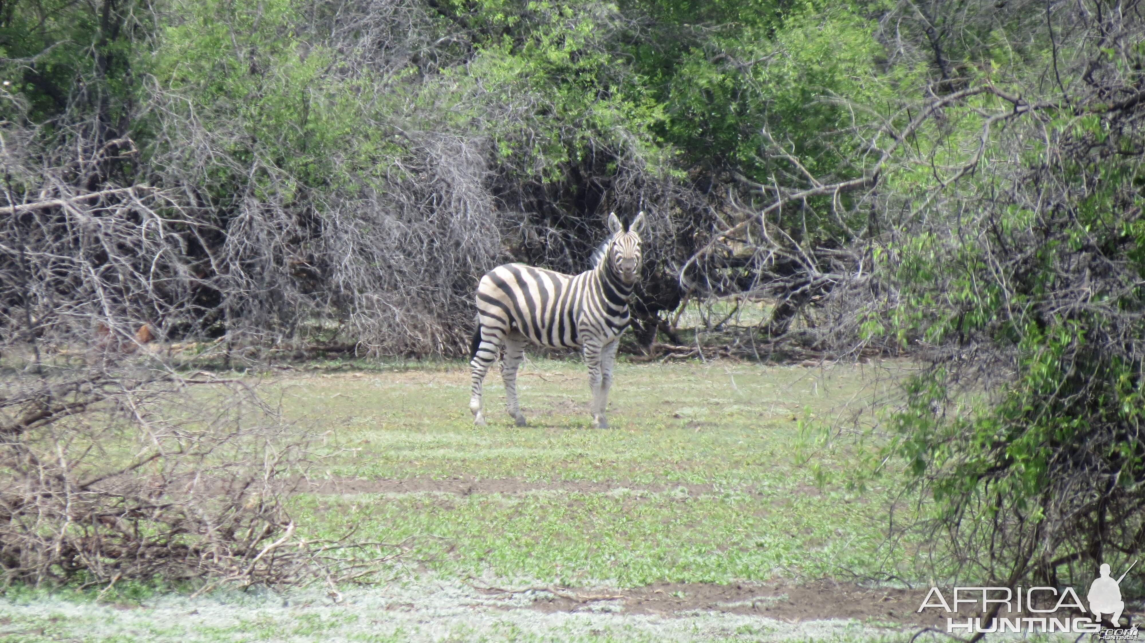 Zebra Namibia