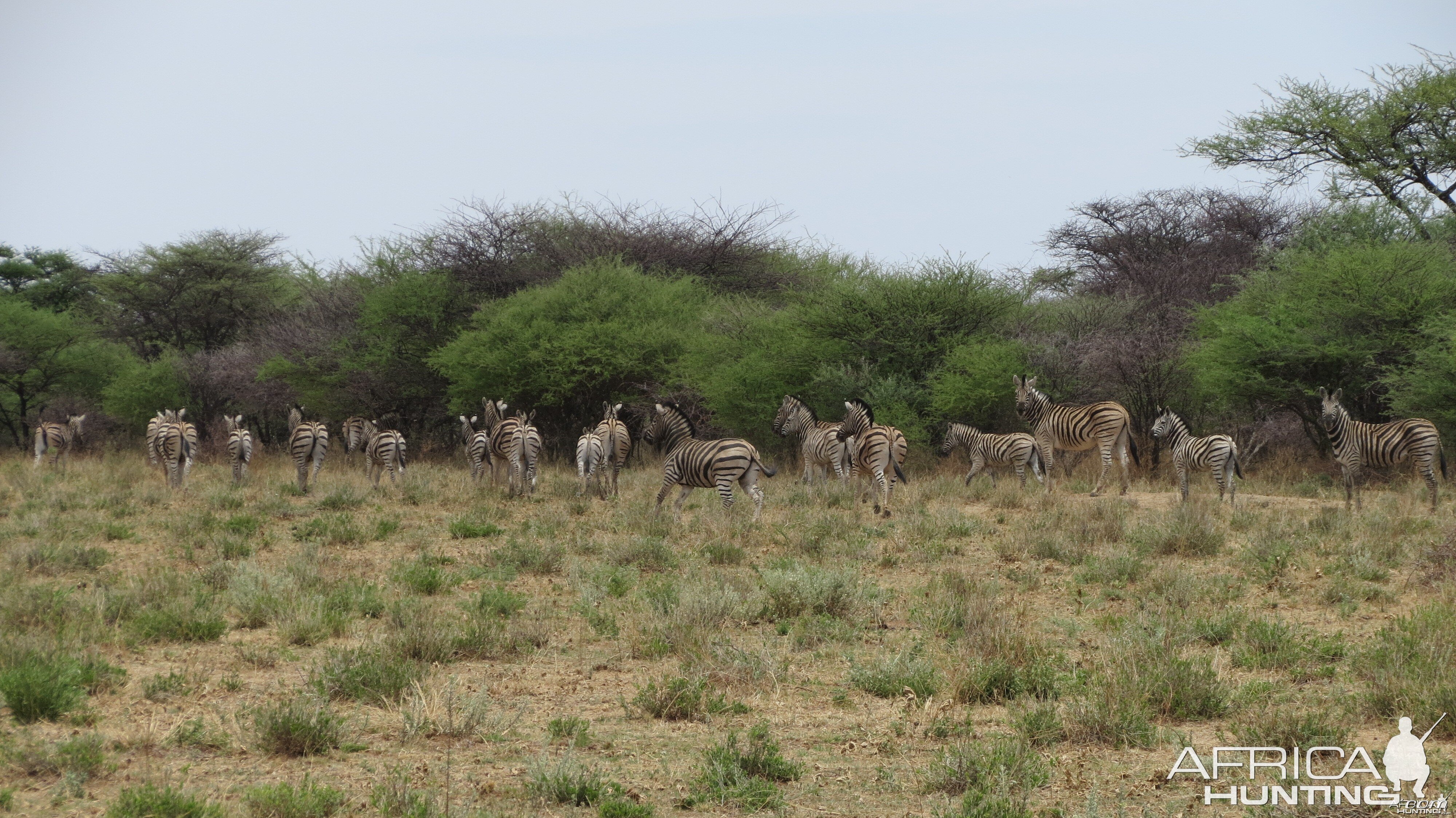 Zebra Namibia