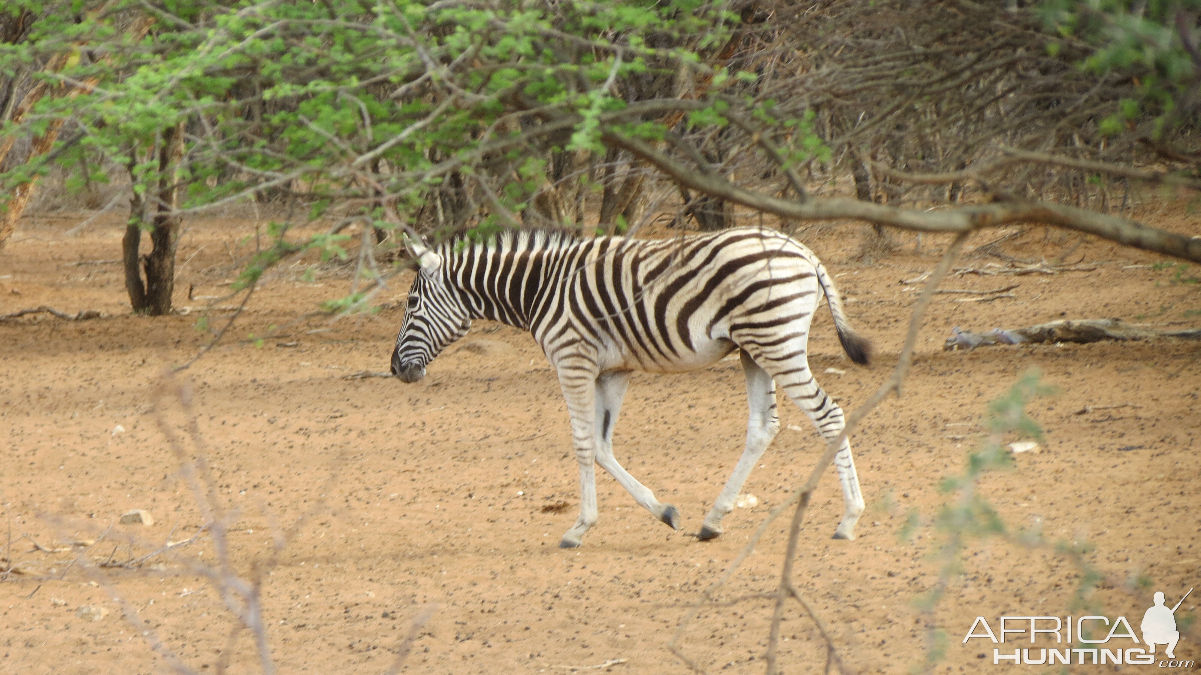 Zebra Namibia