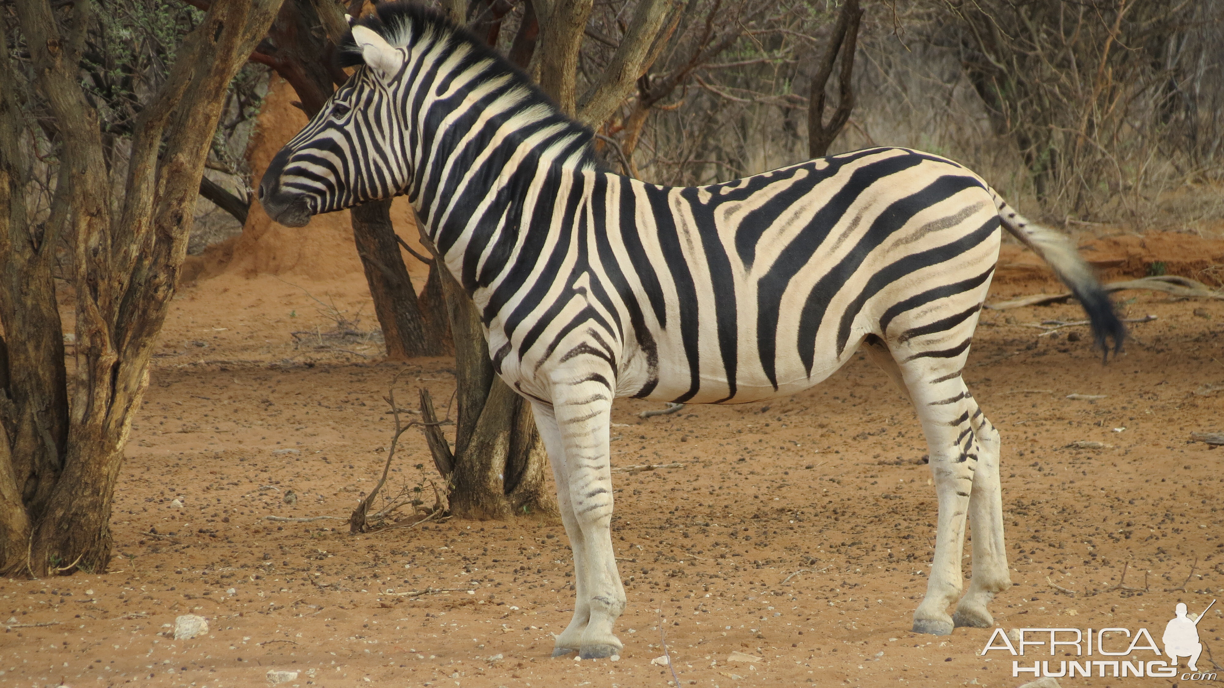 Zebra Namibia