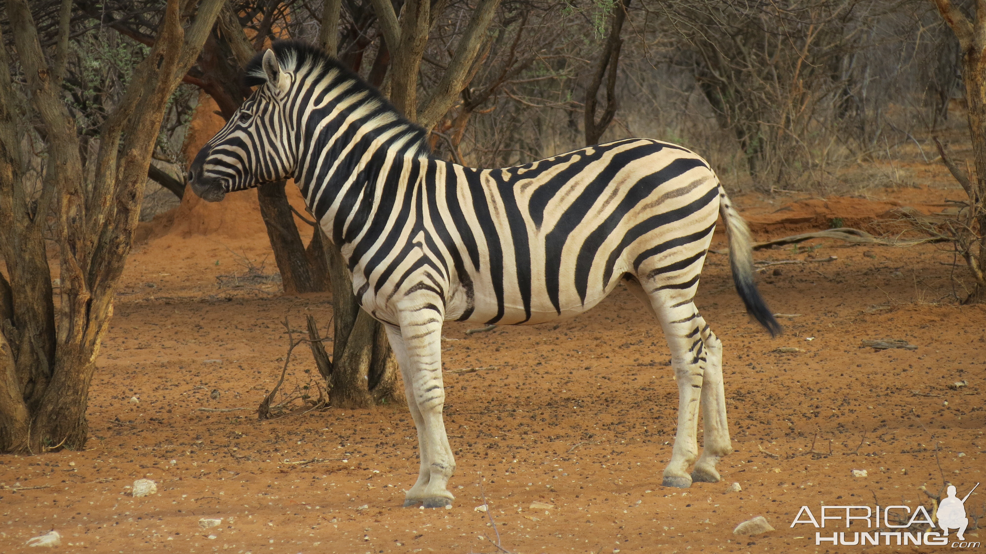 Zebra Namibia