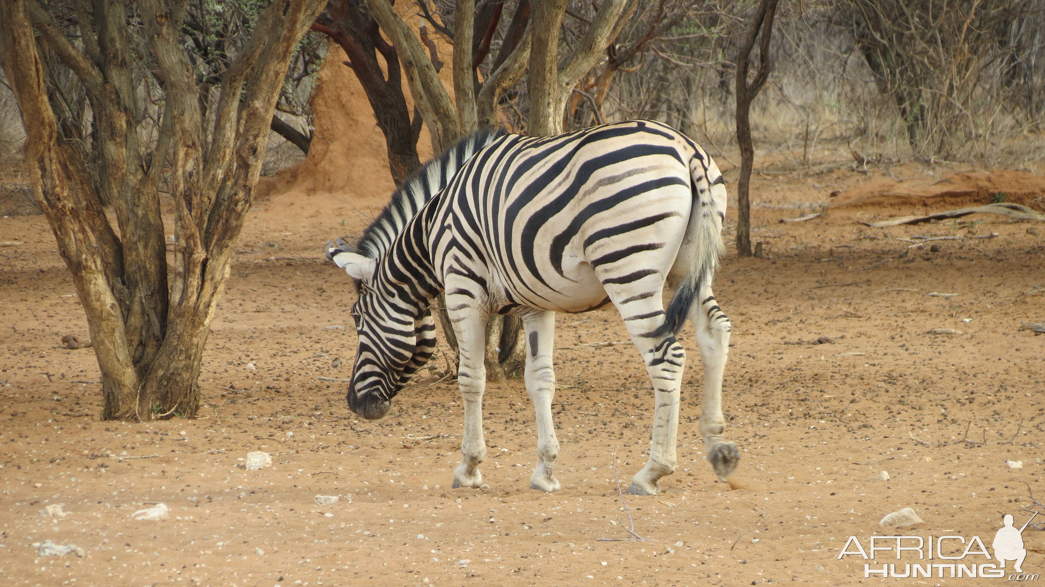 Zebra Namibia