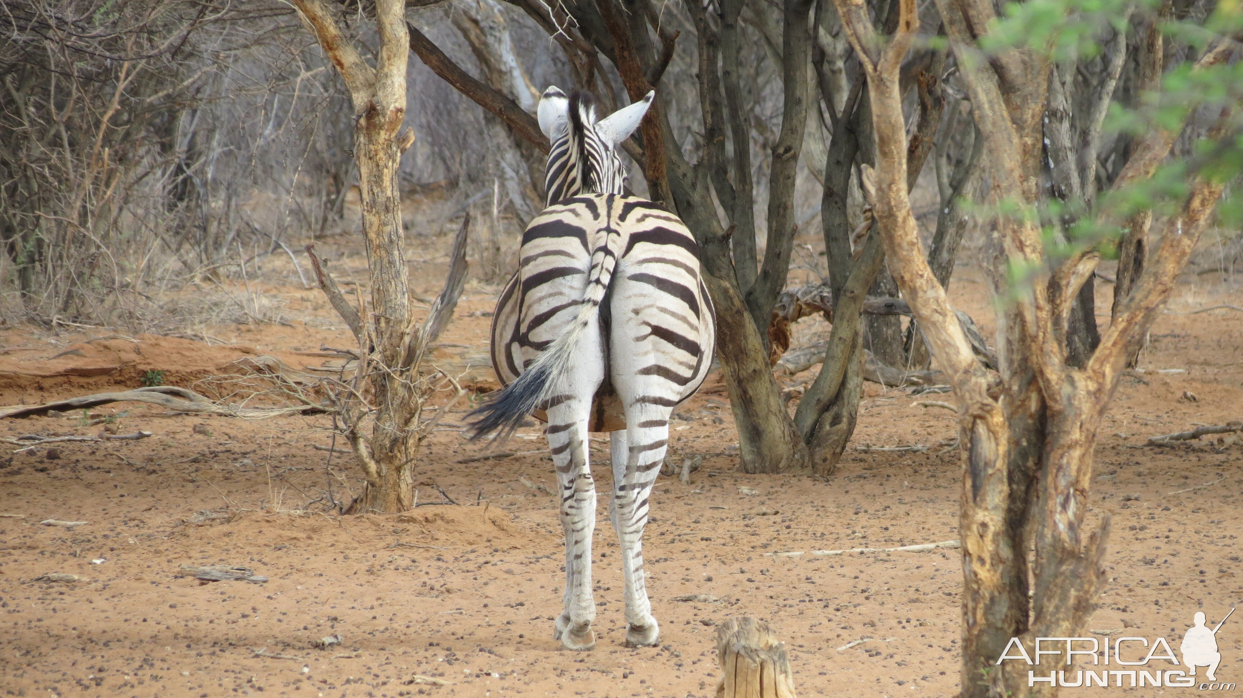 Zebra Namibia