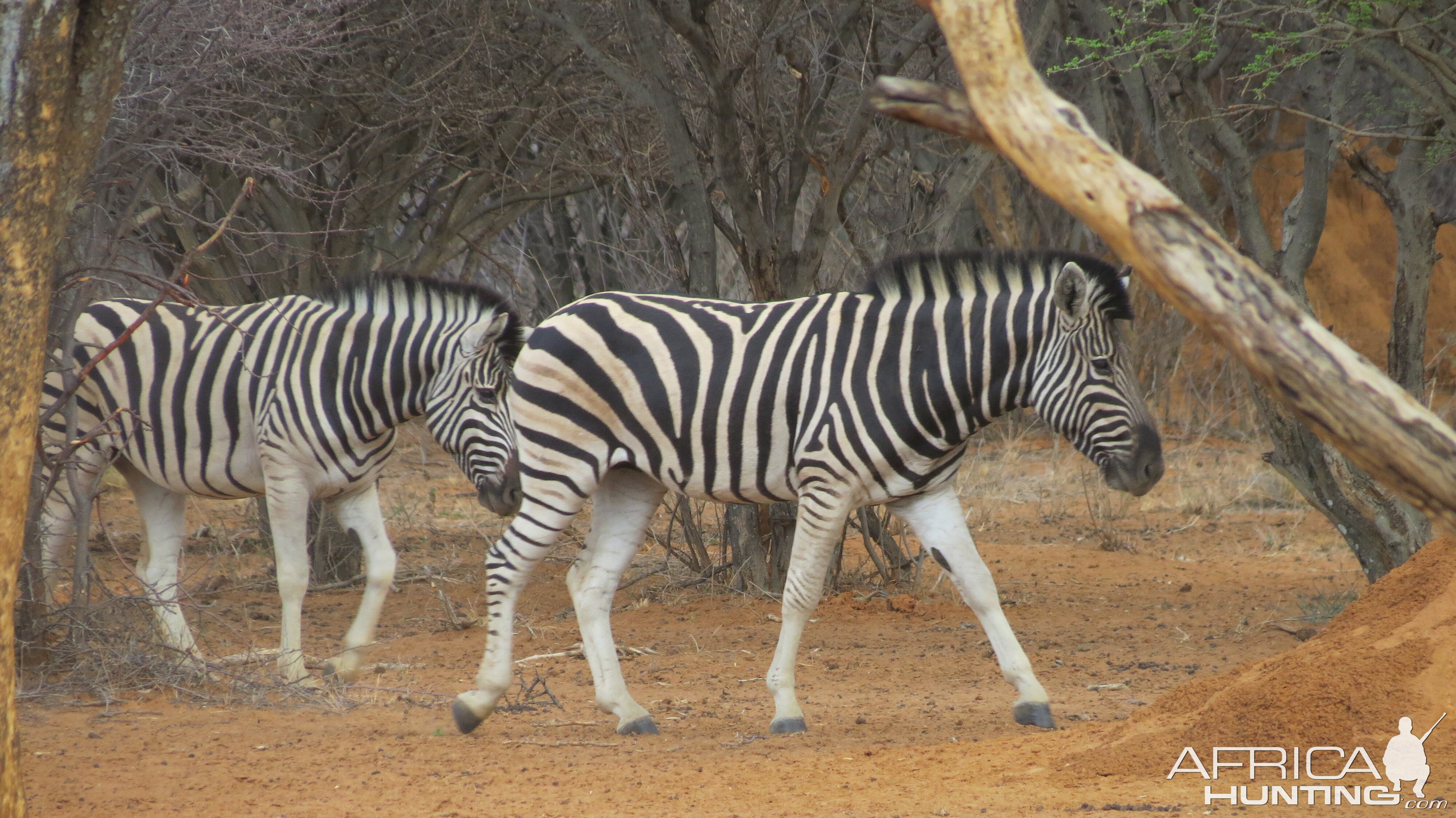 Zebra Namibia