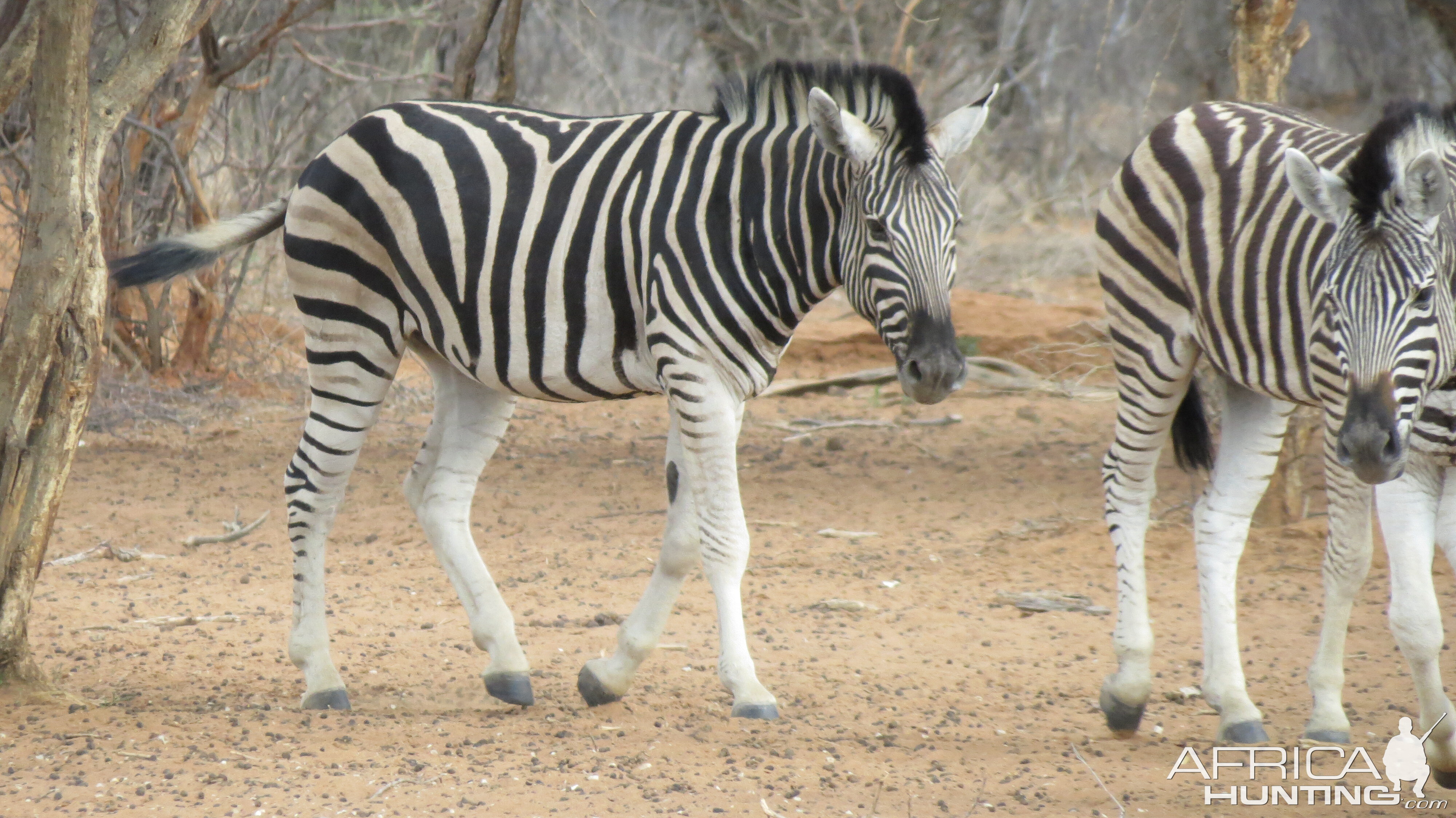 Zebra Namibia