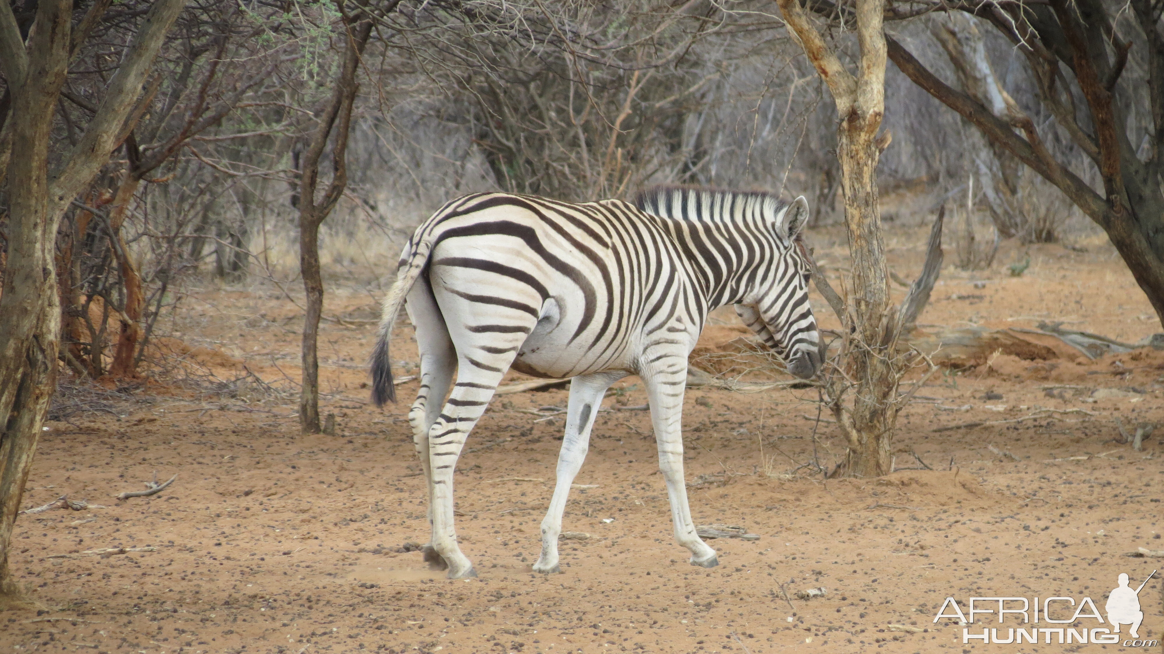 Zebra Namibia