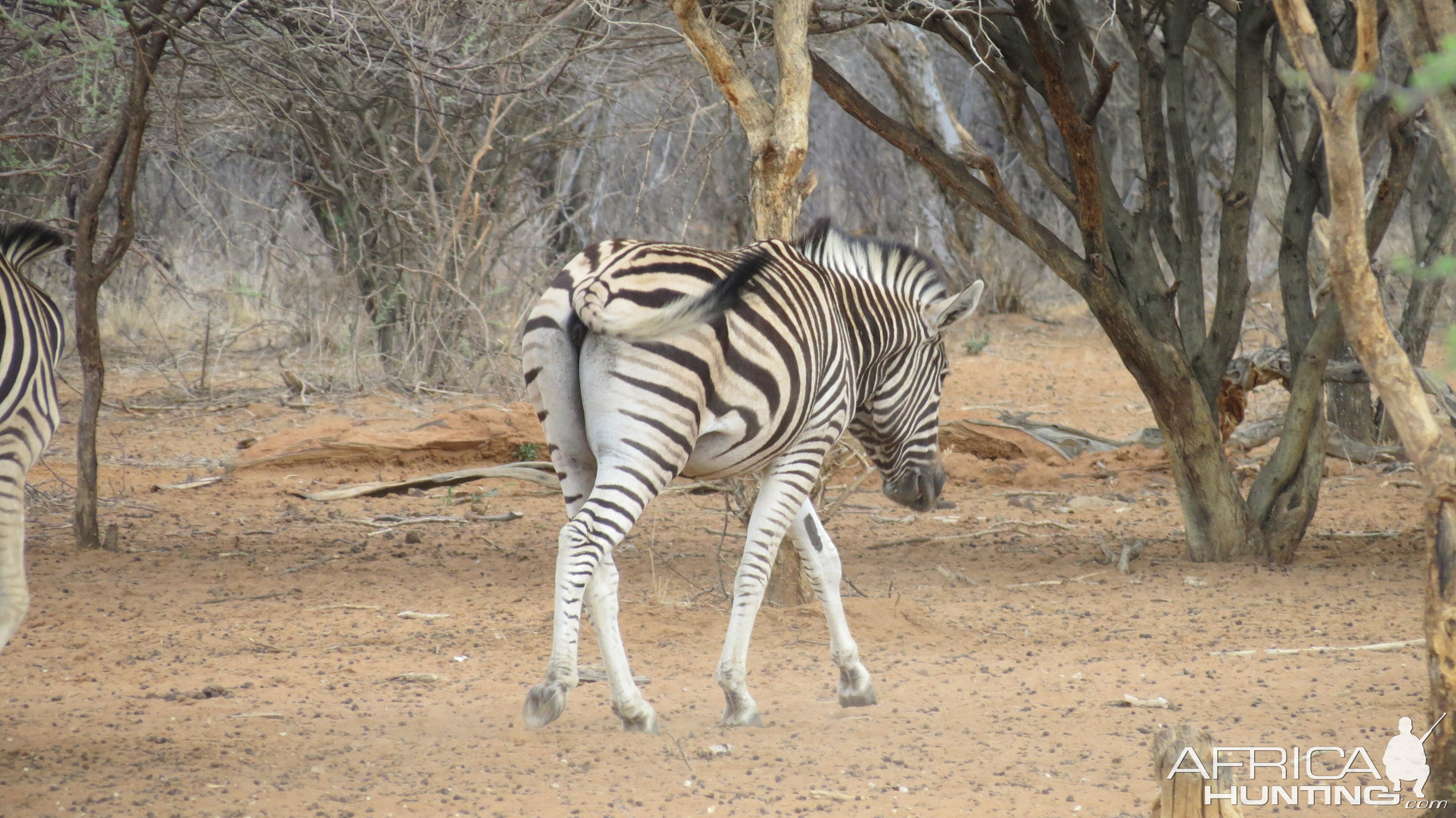 Zebra Namibia