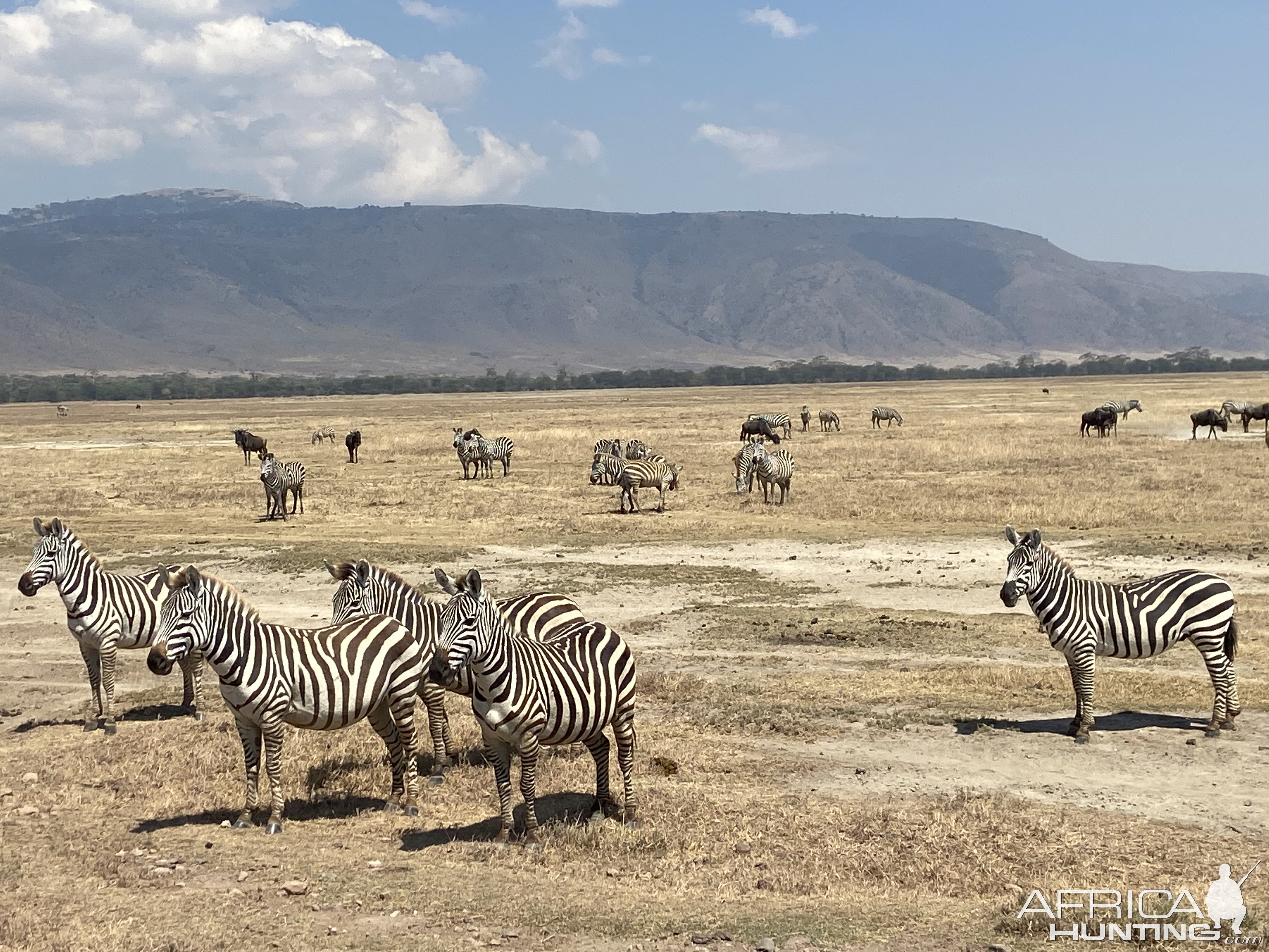 Zebra Ngorongoro Crater North Tanzania