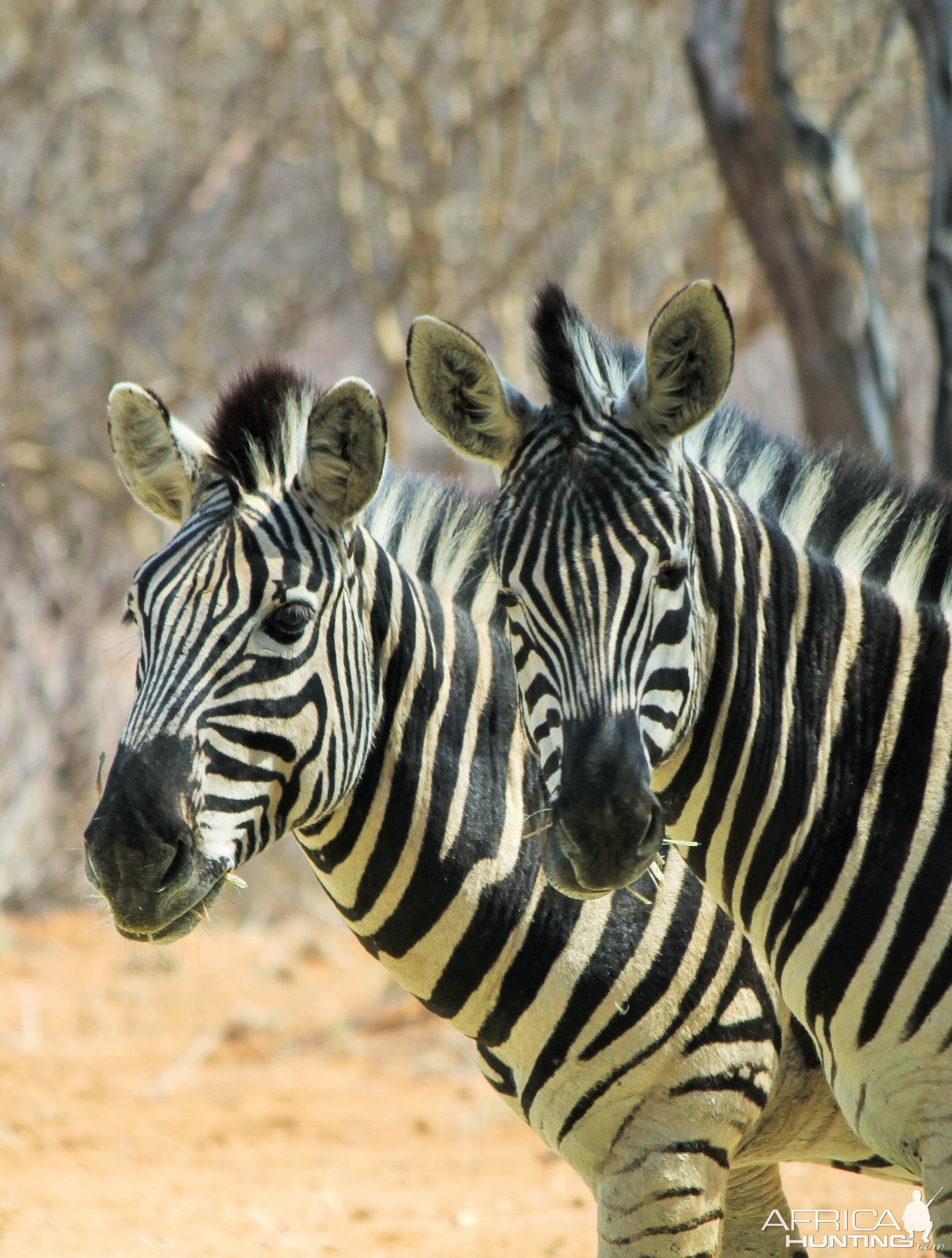 Zebra pair Limcroma Safaris