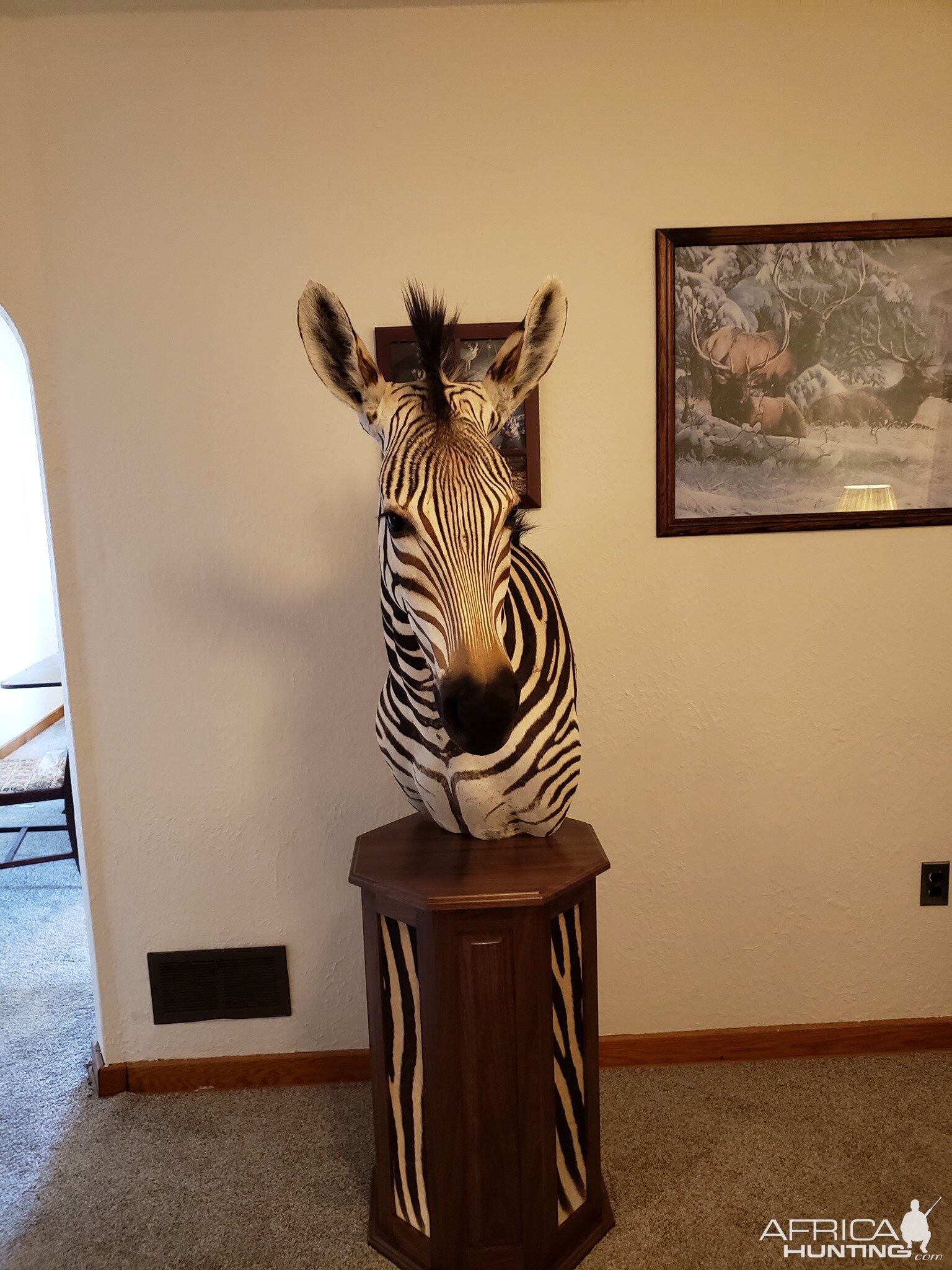 Zebra Pedestal Mount Taxidermy