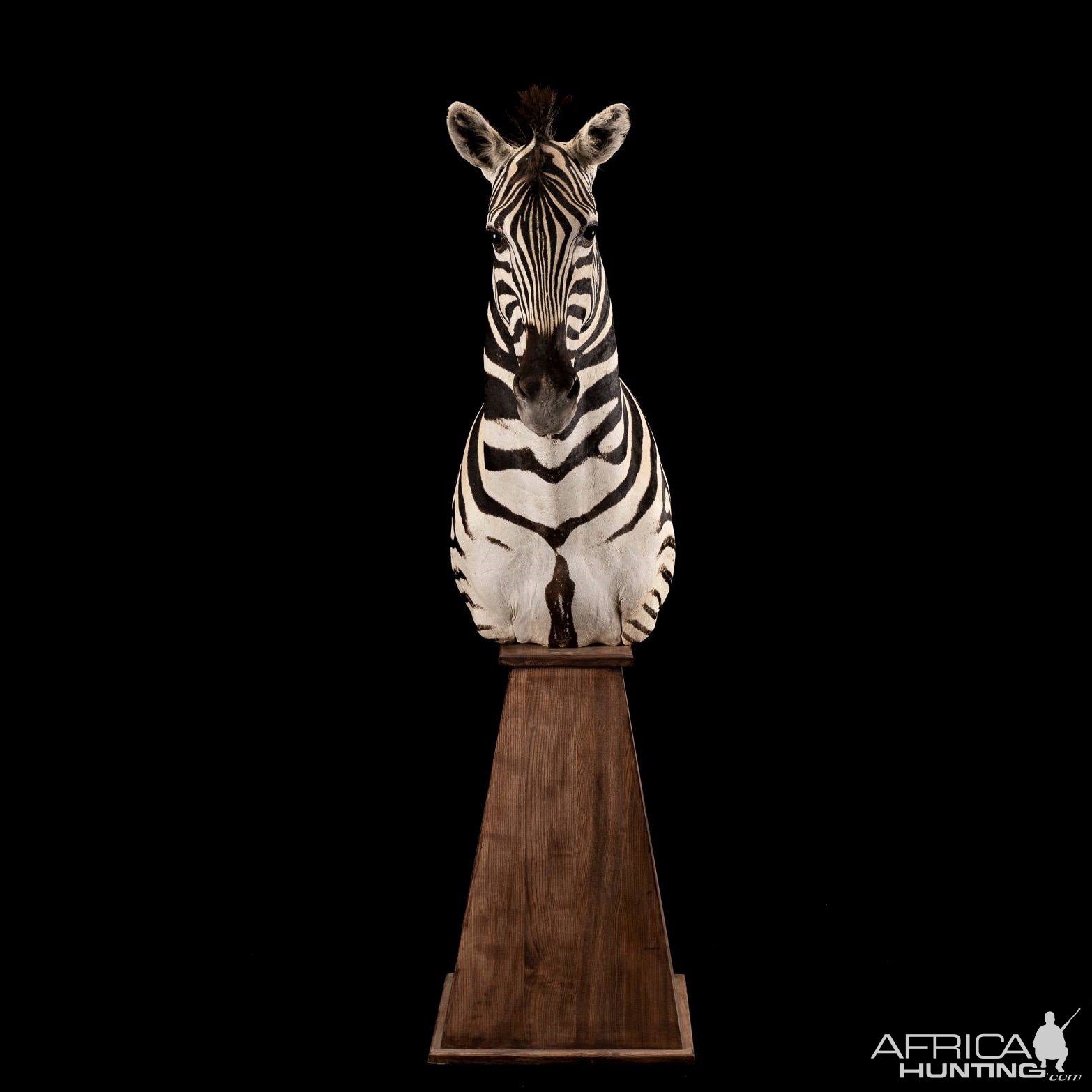 Zebra Pedestal Mount Taxidermy