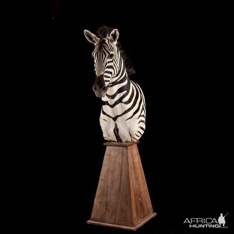 Zebra Pedestal Mount Taxidermy