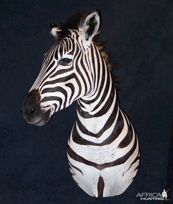 Zebra Pedestal Mount.